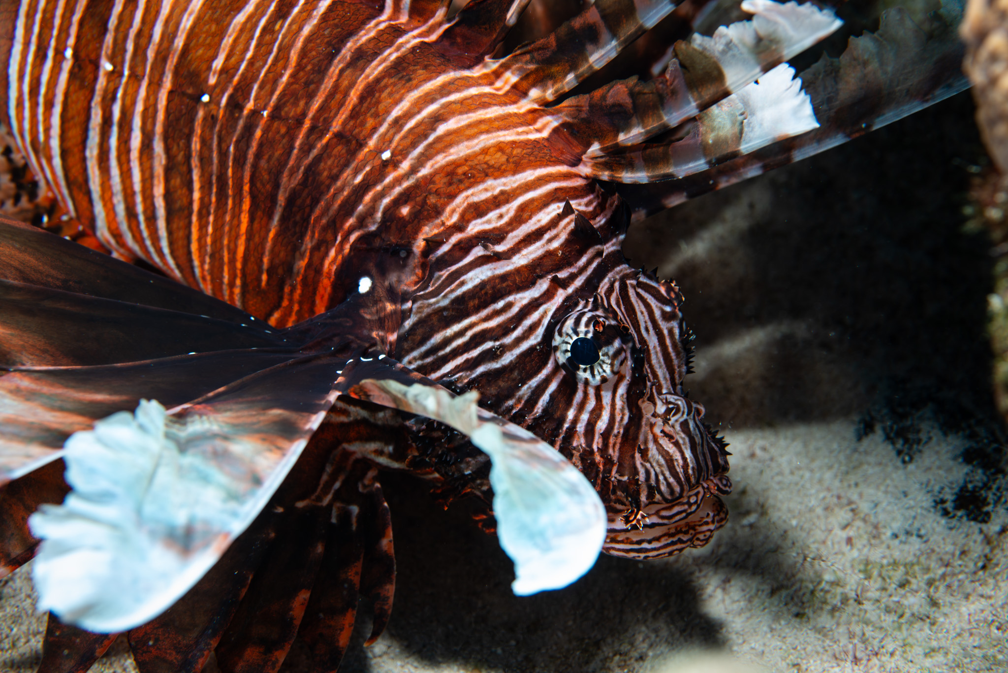 Lion Fish