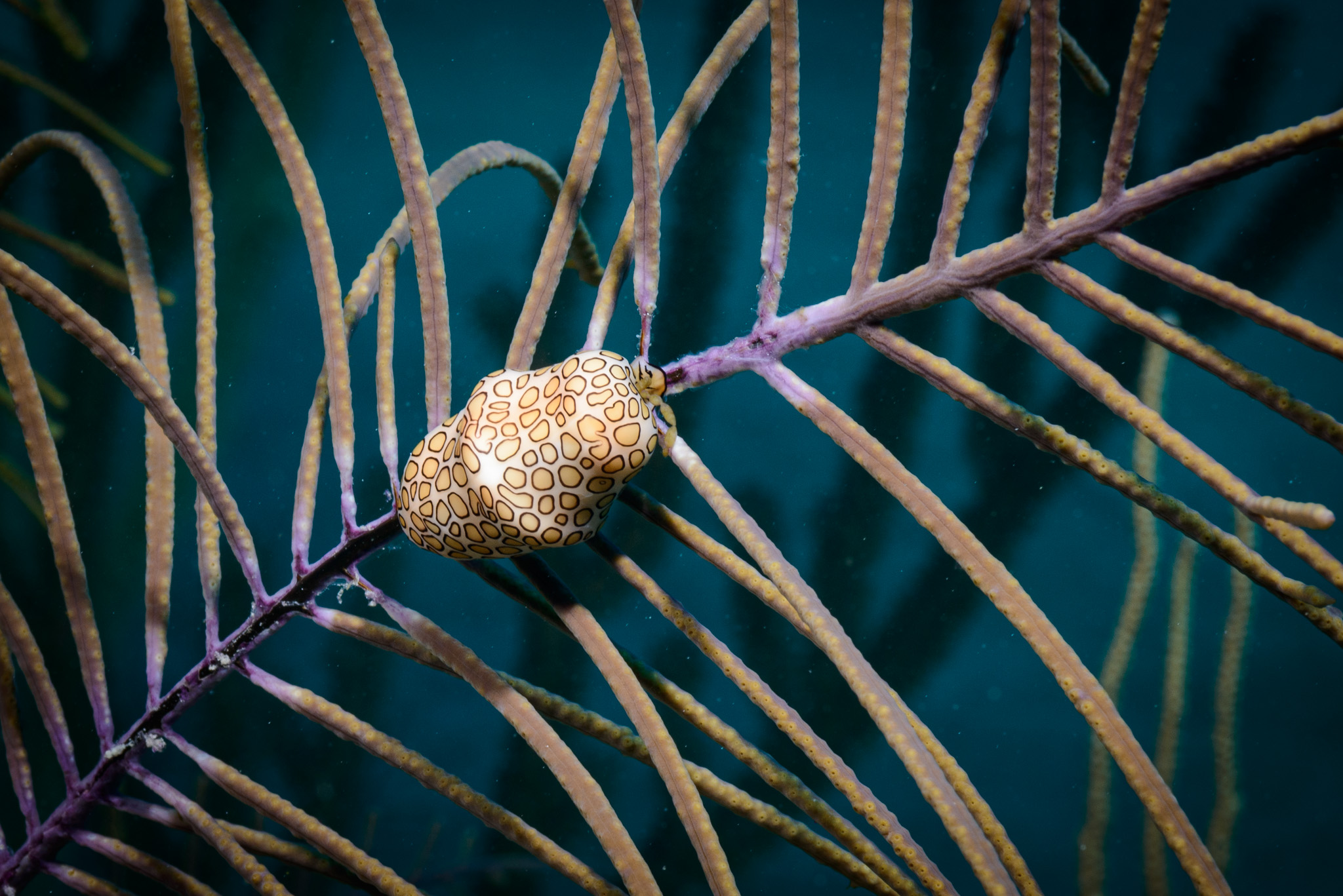 Flamingo Tongue