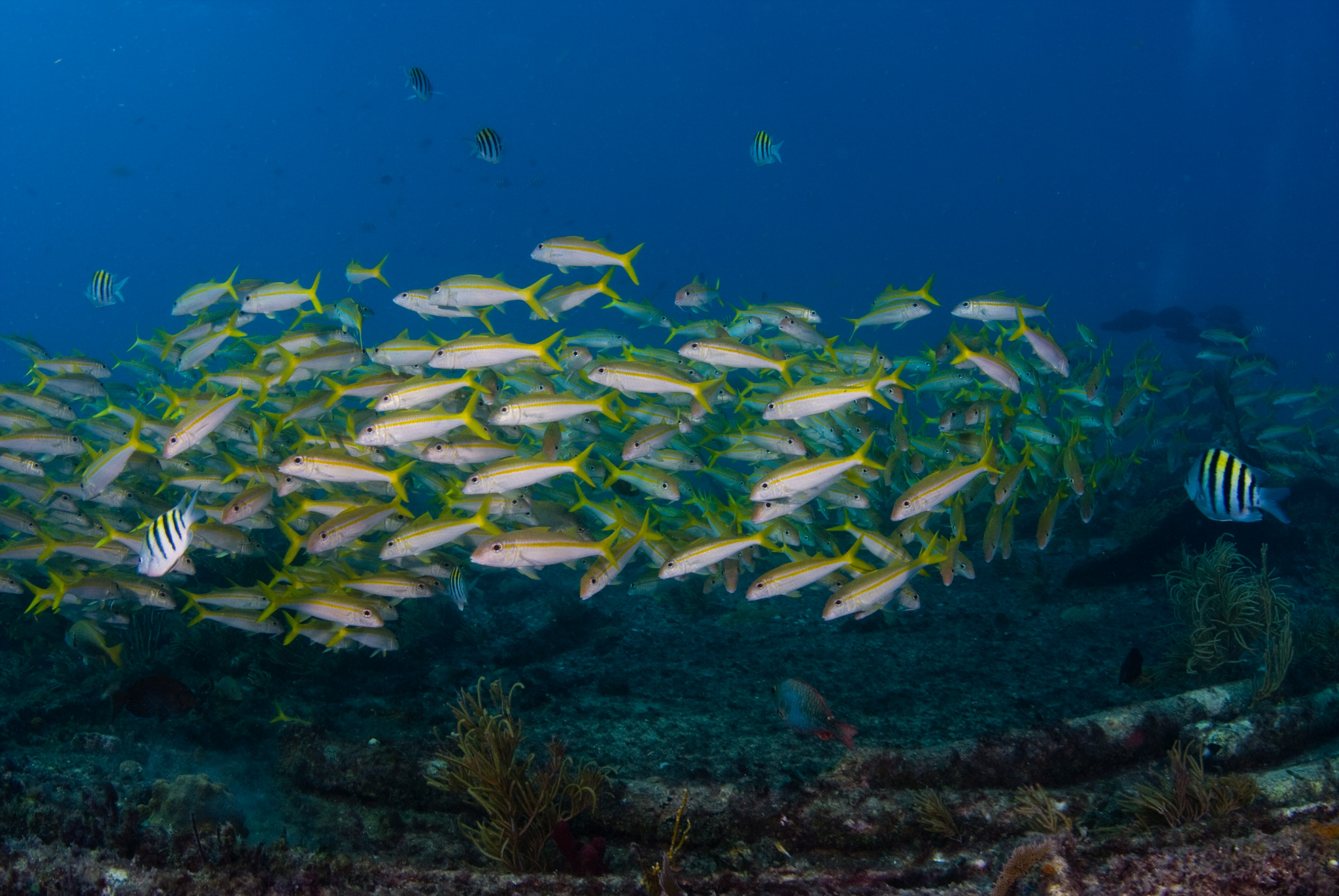 Yellowtale Snappers