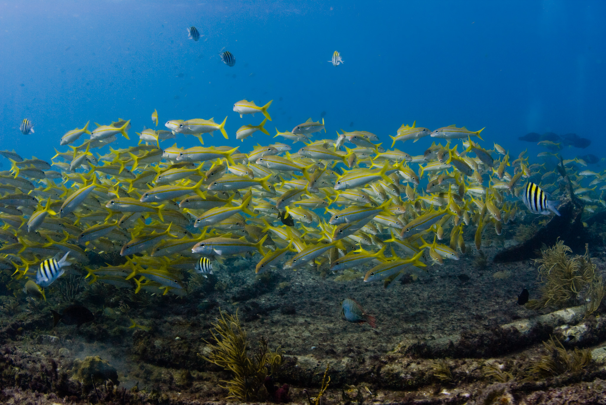 Yellowtale Snappers