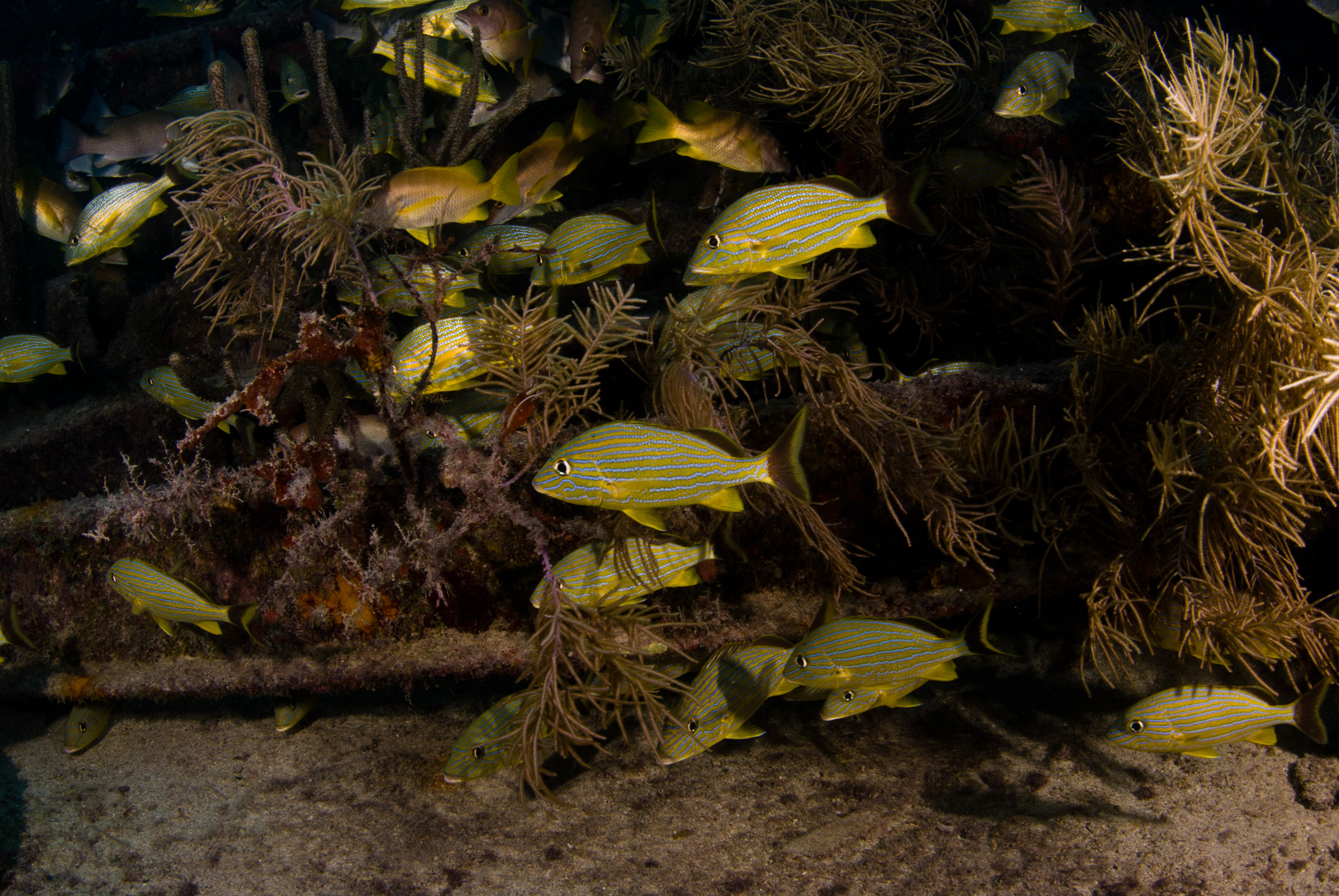 Snappers hiding