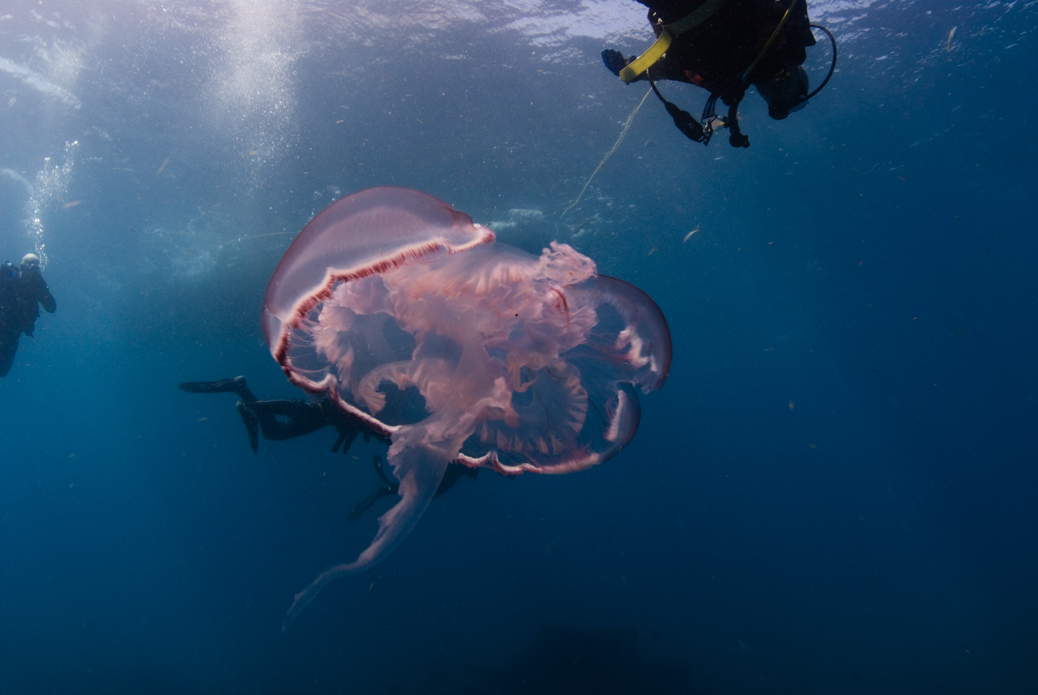 Jelly Fish