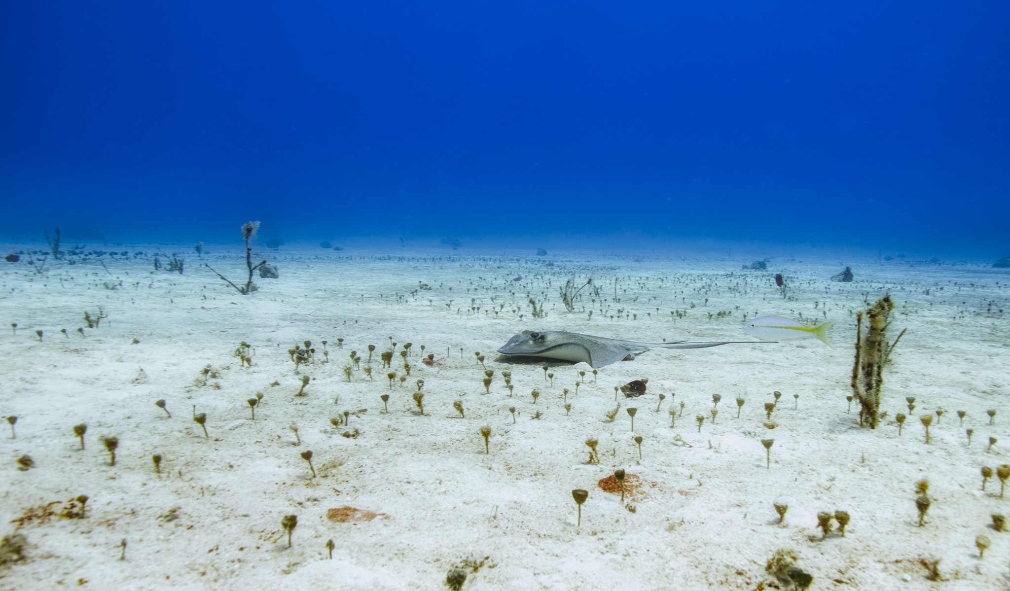 Southern Stingray