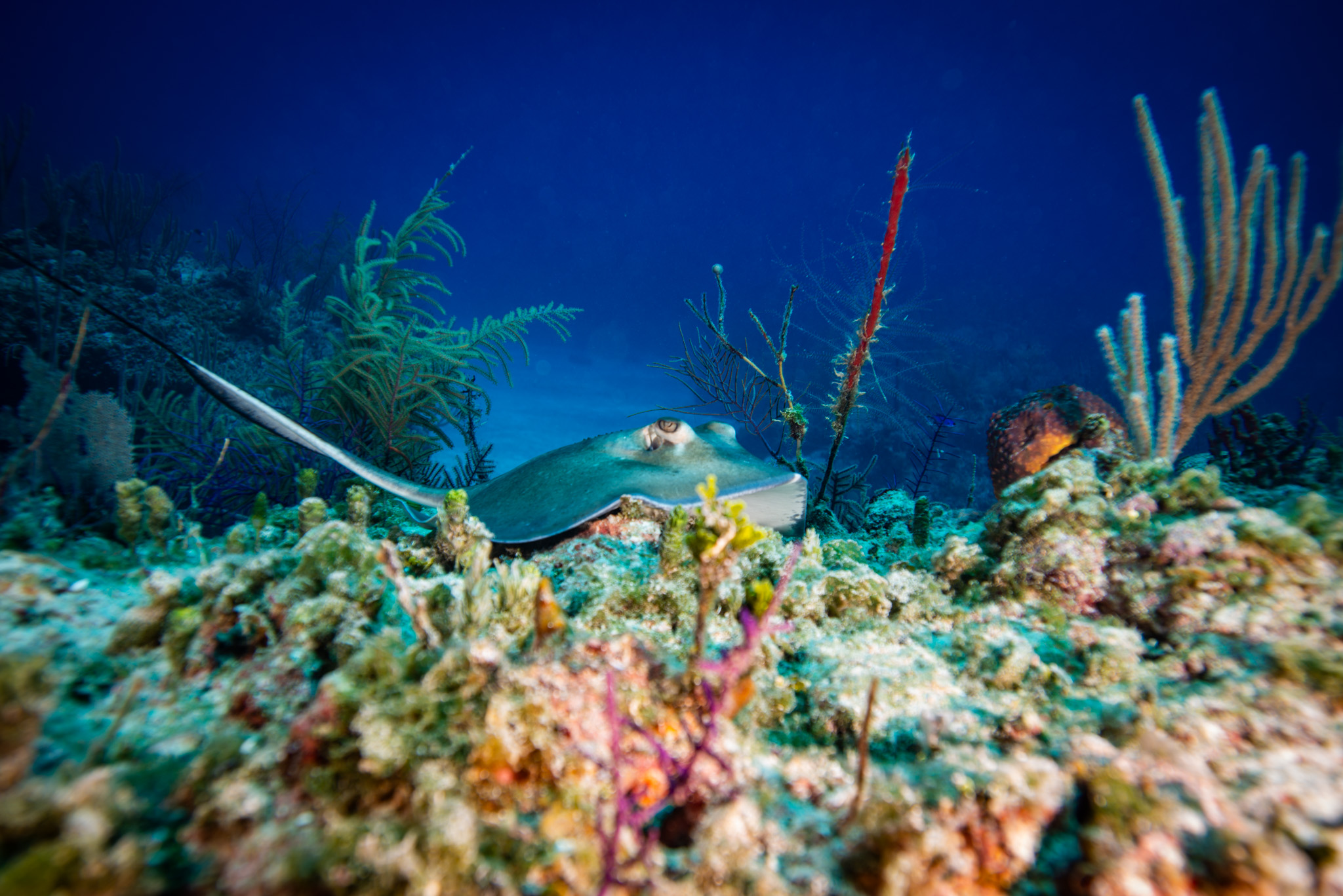 Caribbean Whiptail Stingray
