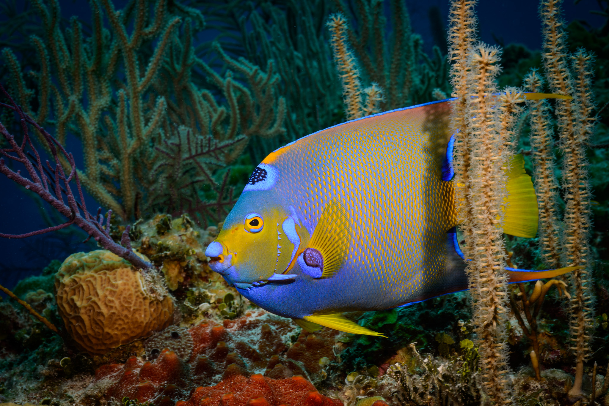 Queen Angelfish