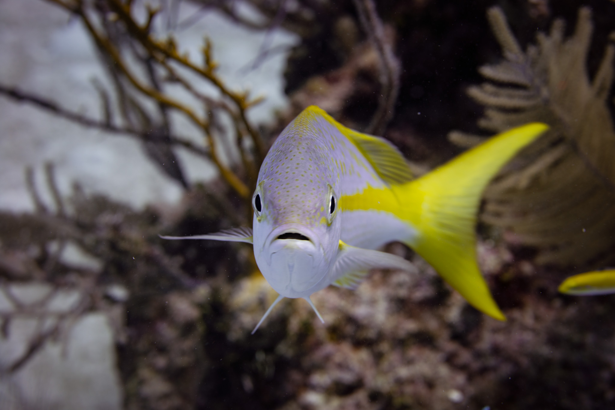 Yellowtail Snapper