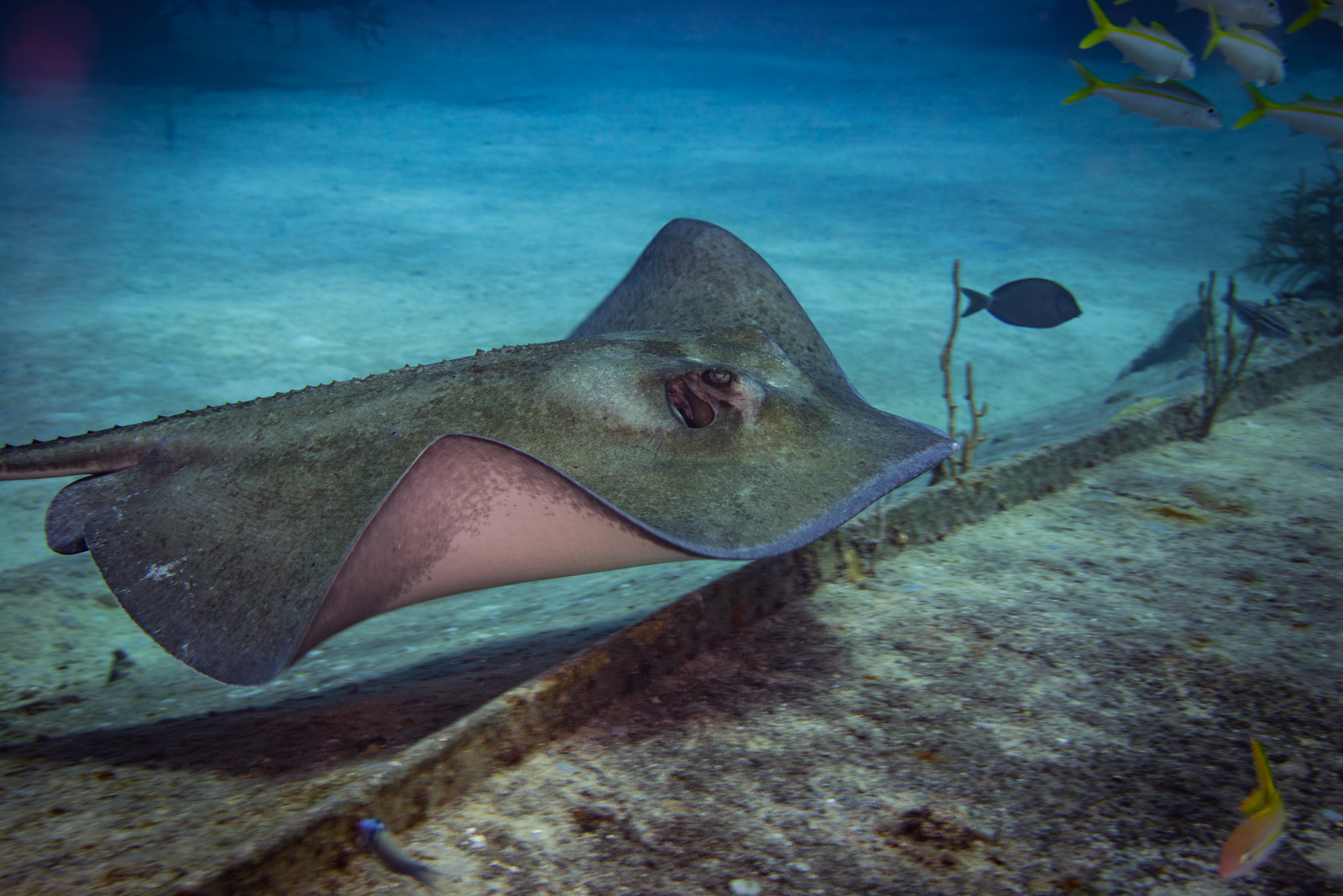 Southern Stingray