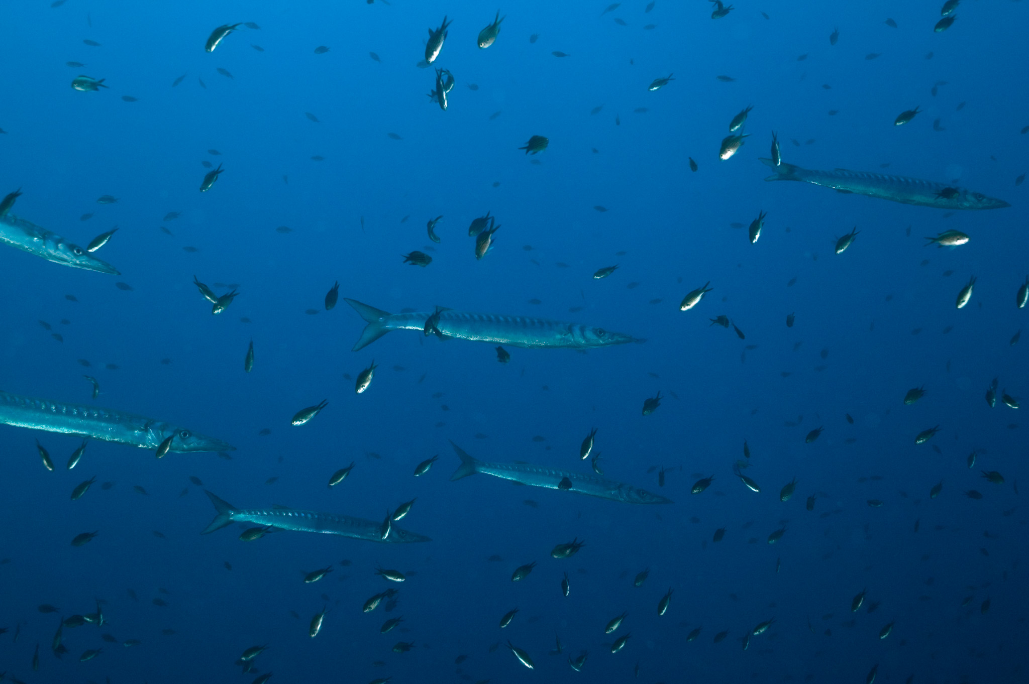School of Barracuda's