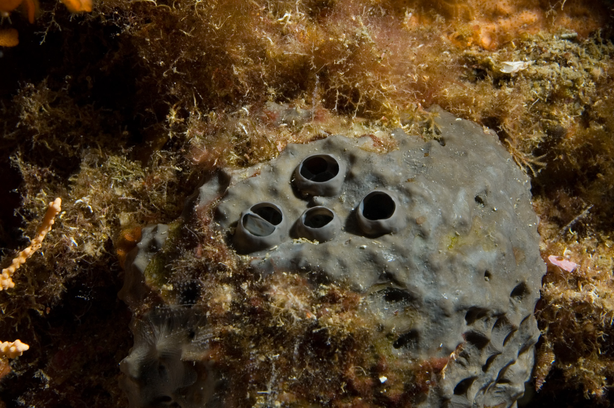 Black Leather Sponge