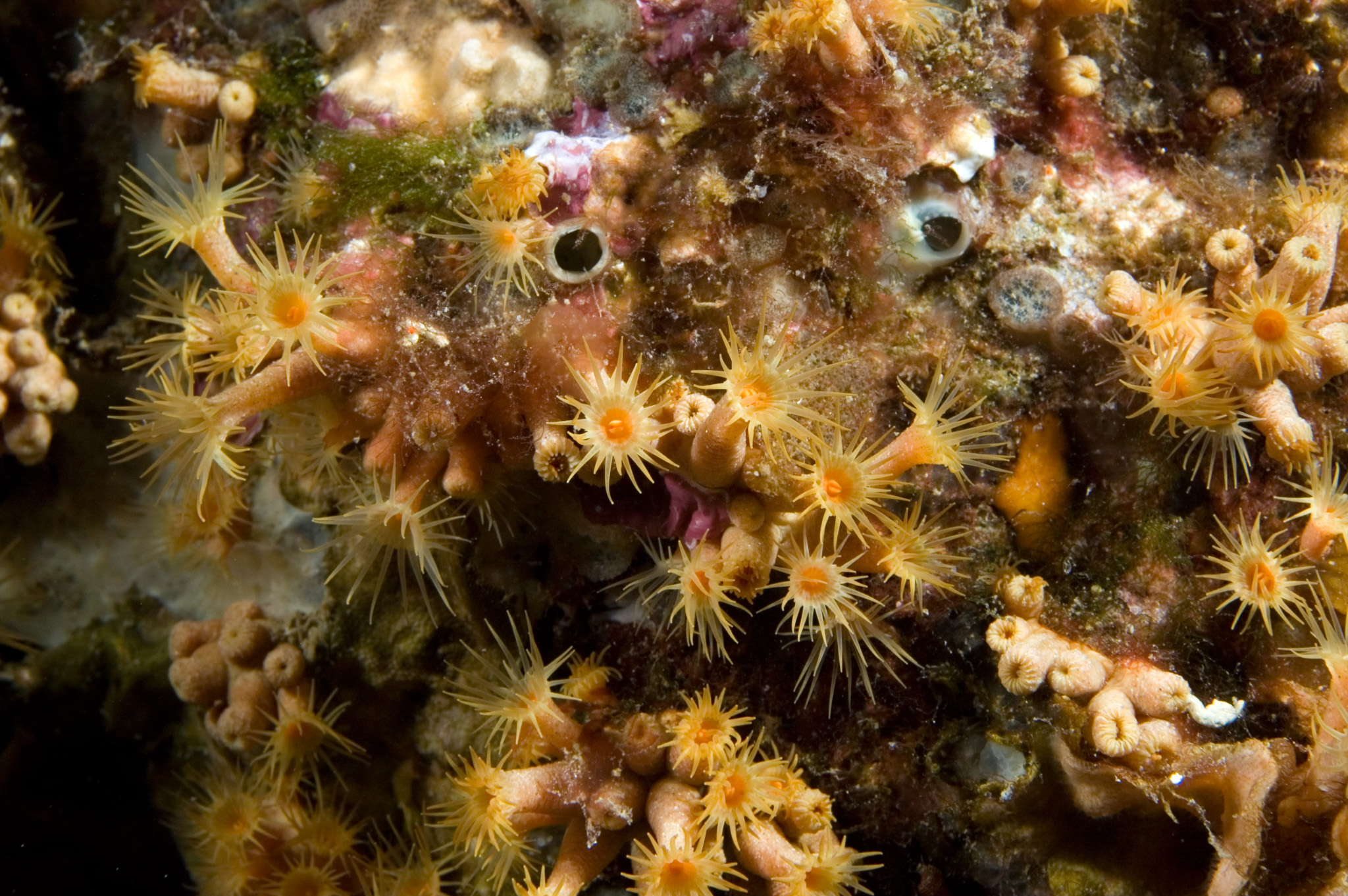 Yellow cluster anemone