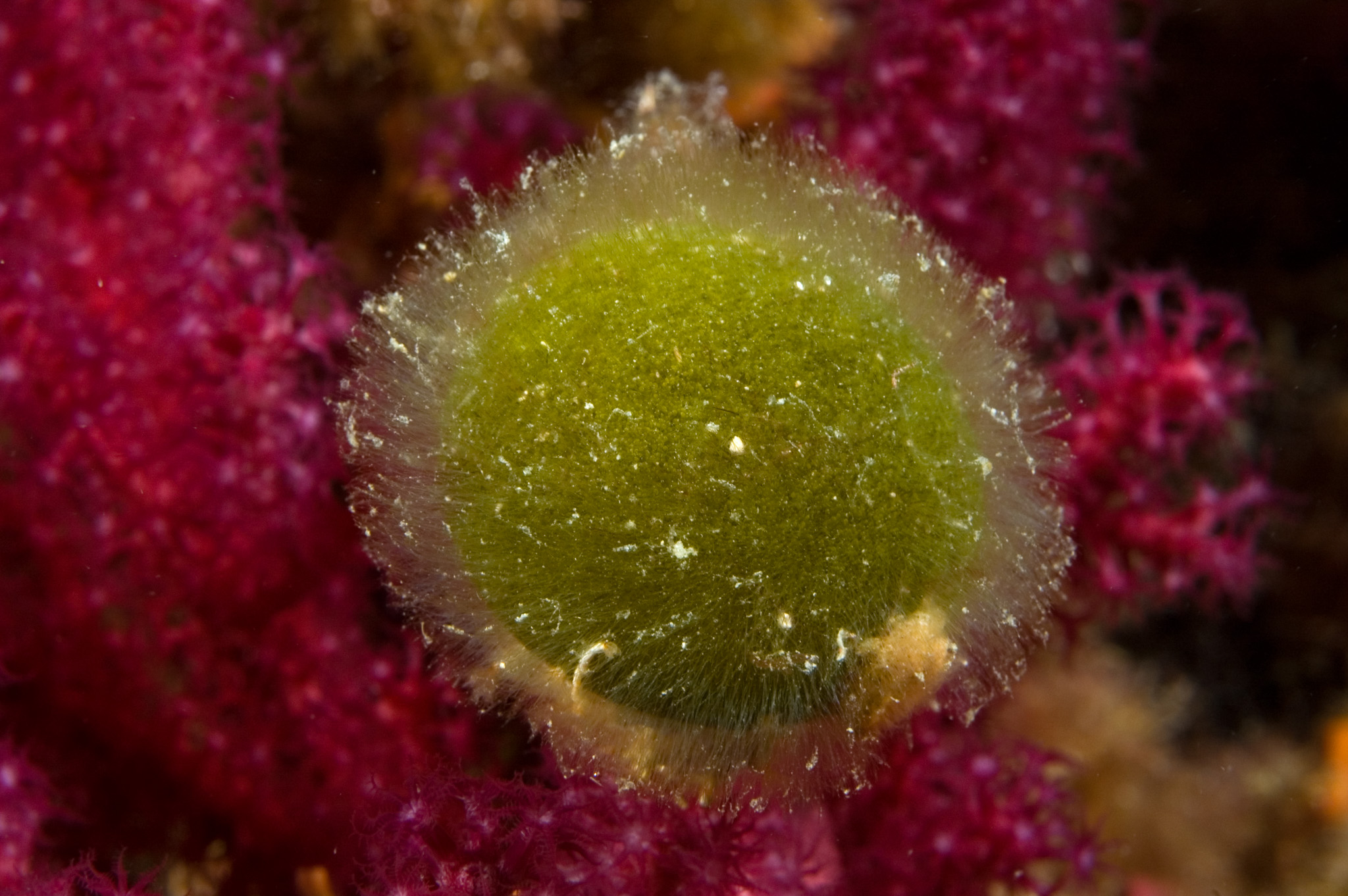 Codium bursa