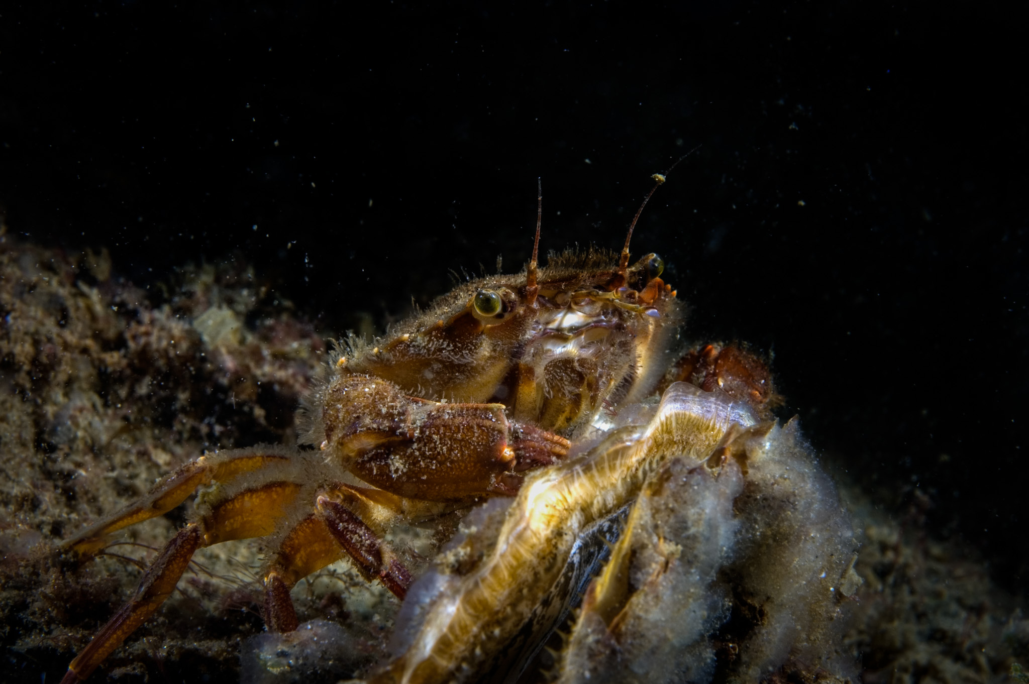 Gewimperde Zwemkrab