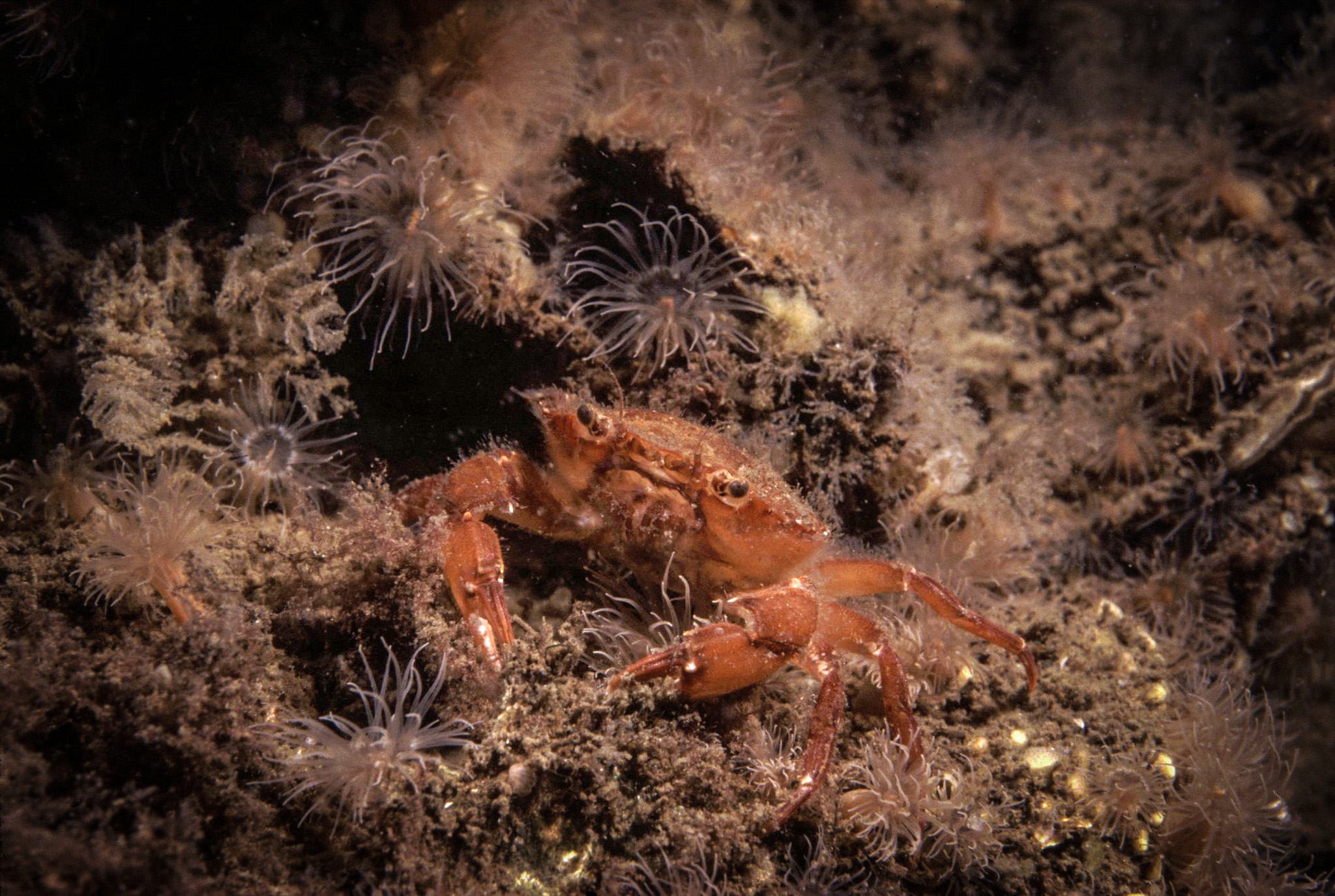 Gewimperde Zwemkrab