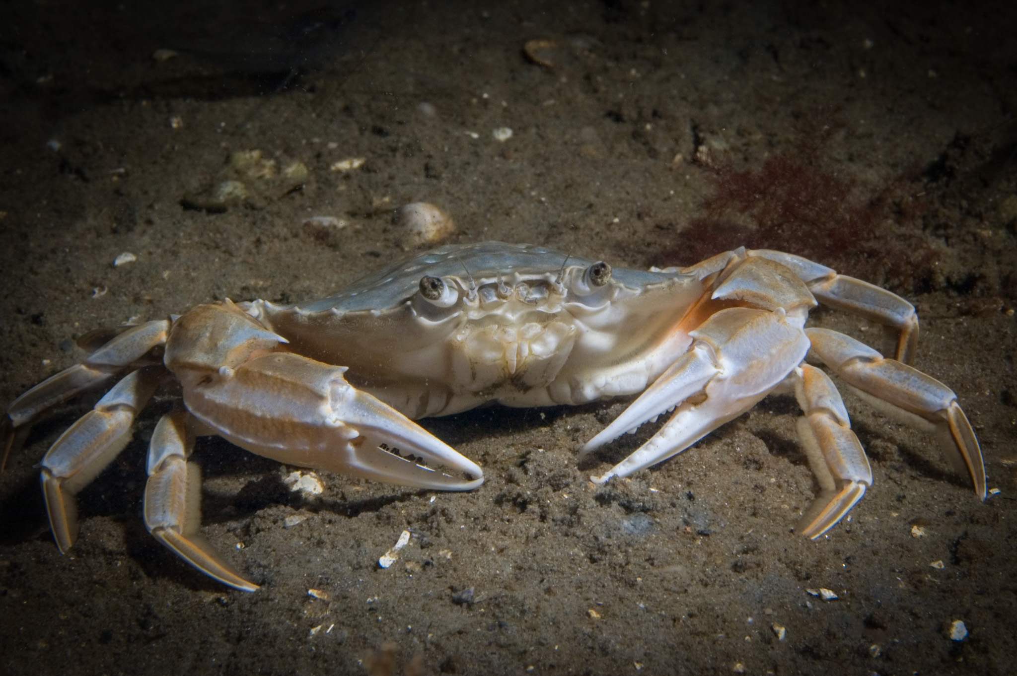 Zwemkrab