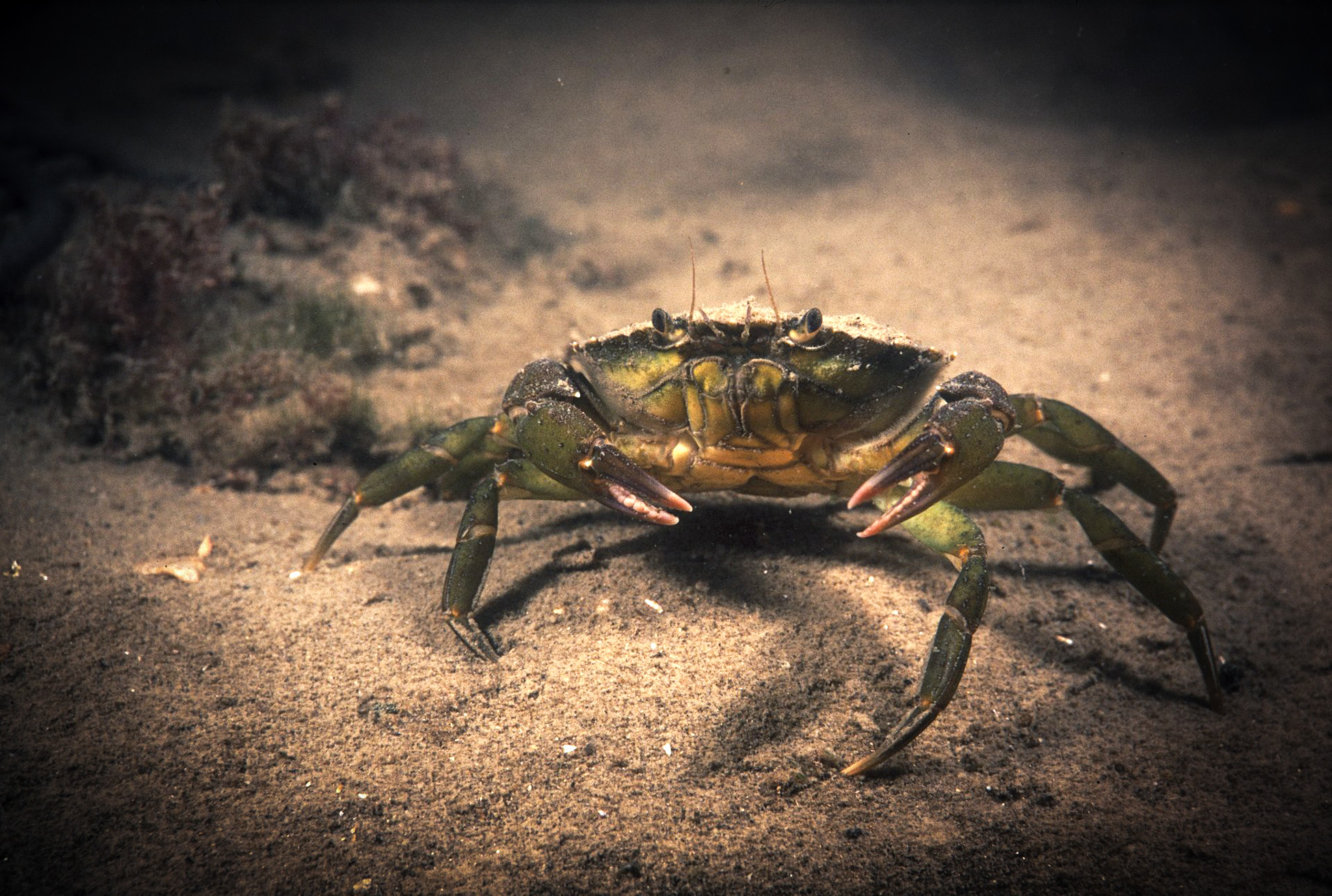 Strandkrab