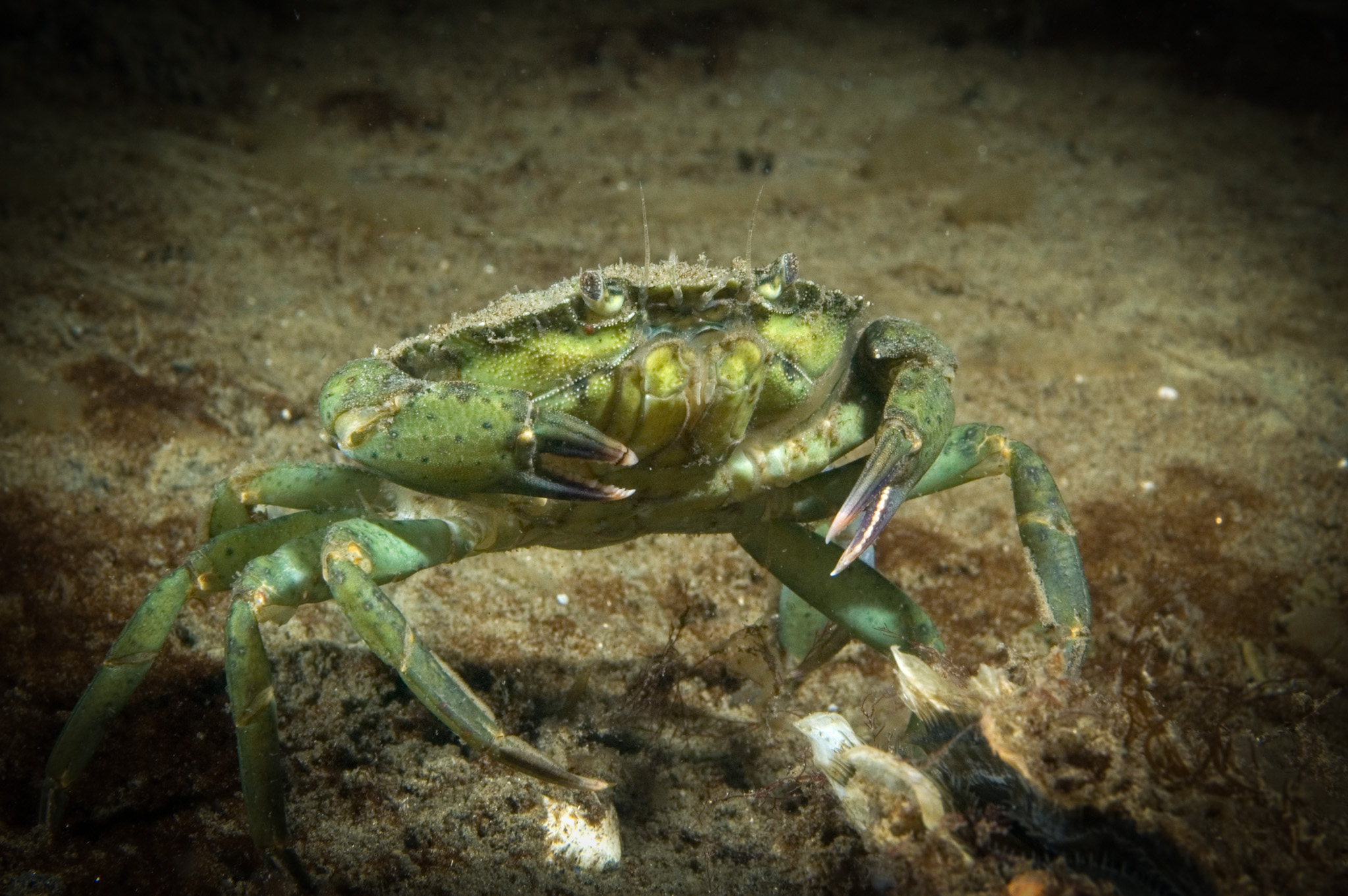 Strandkrab