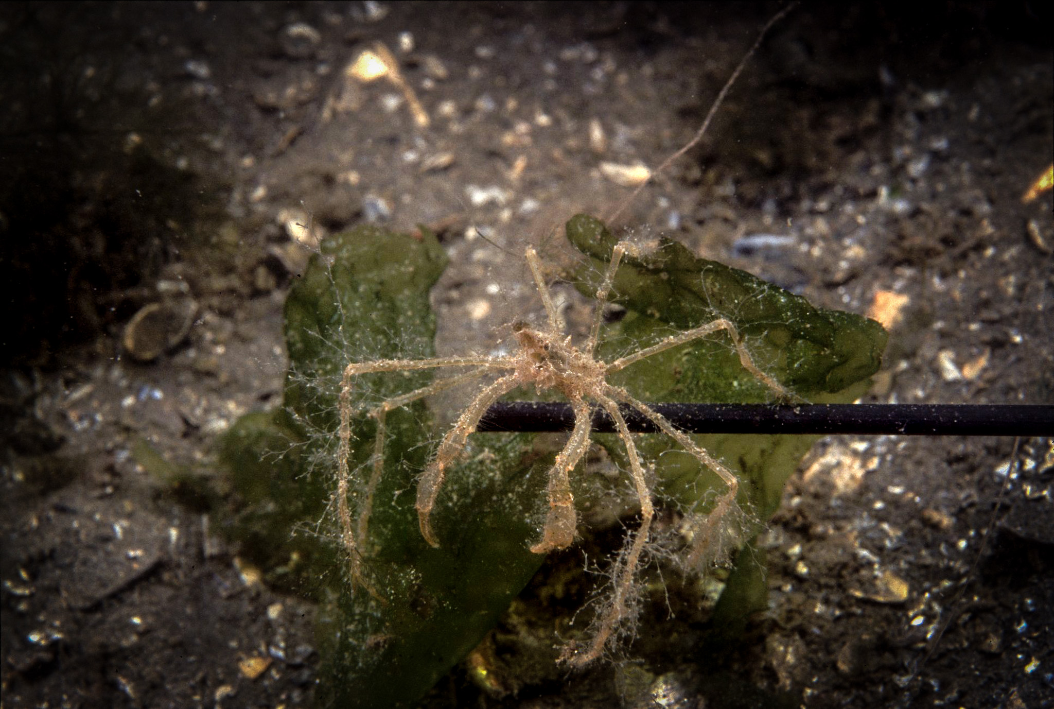 Hooiwagen-krab