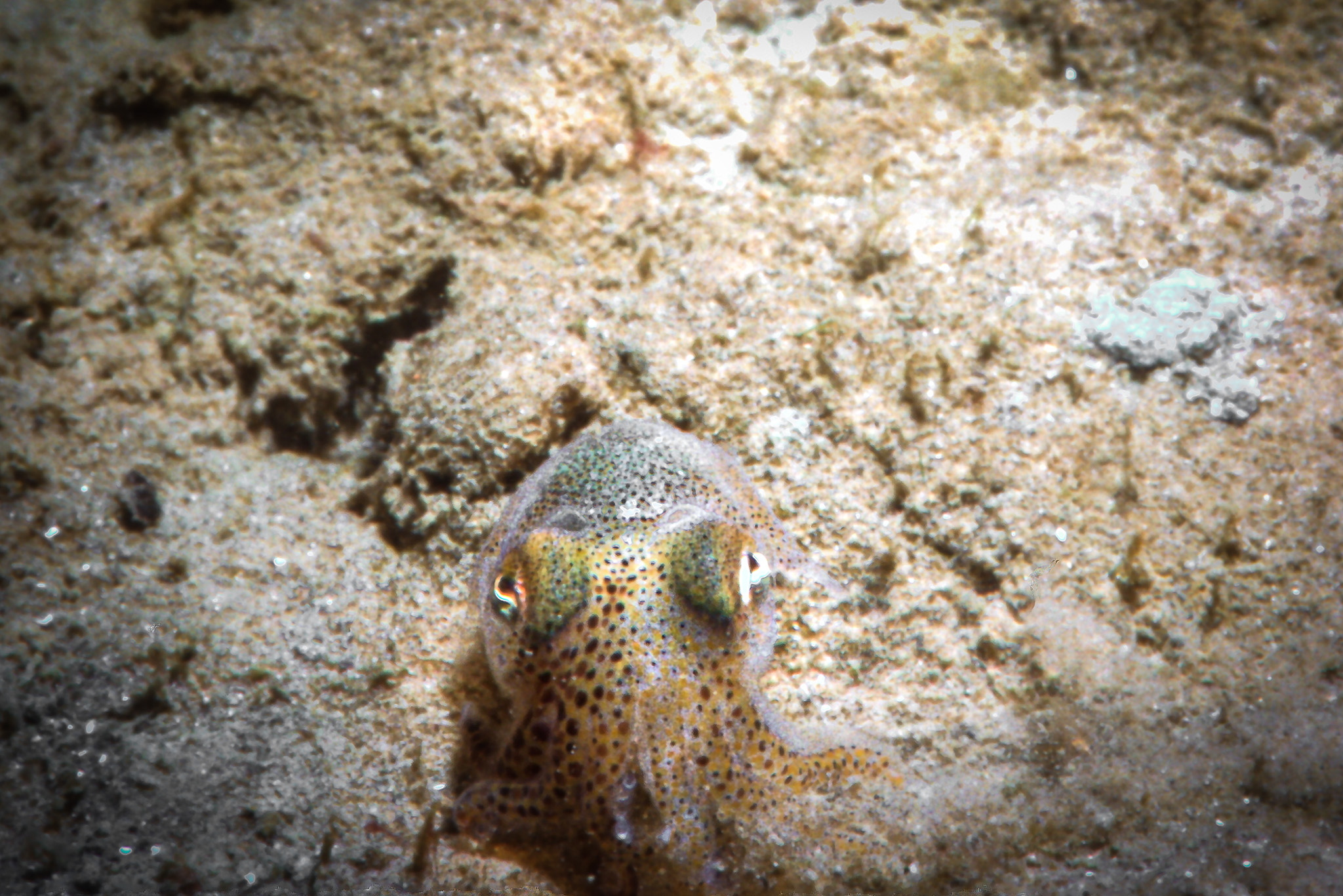Sepiola
