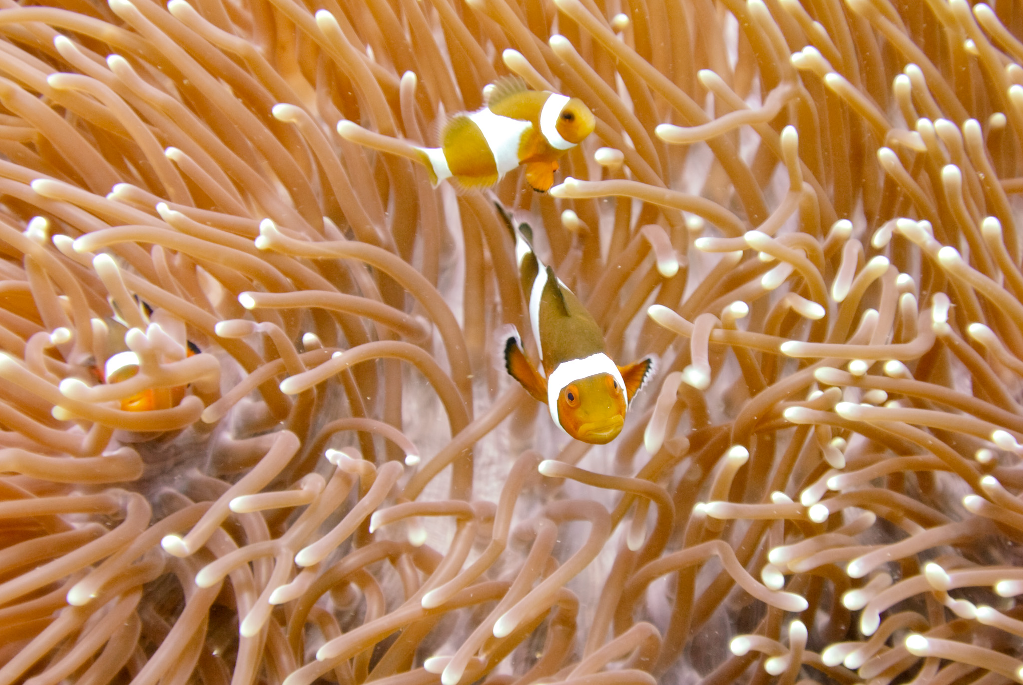 Clown Anemone Fish