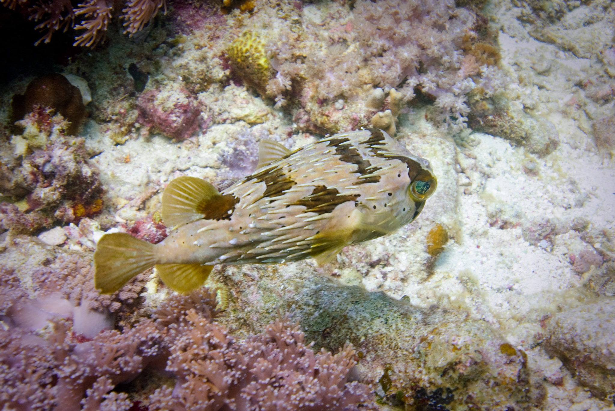 Balloon Porcupine-fish