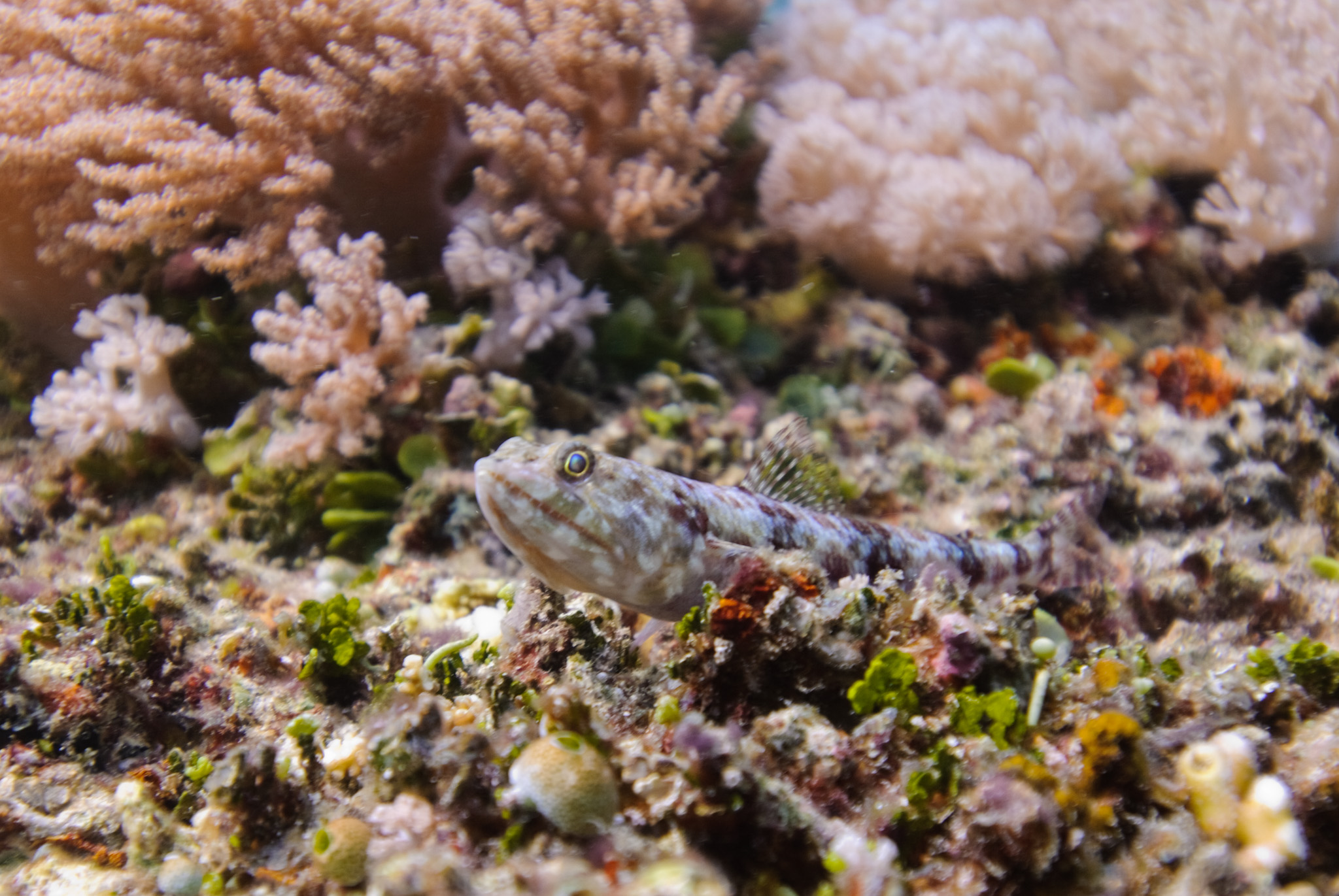 Banded Lizardfish