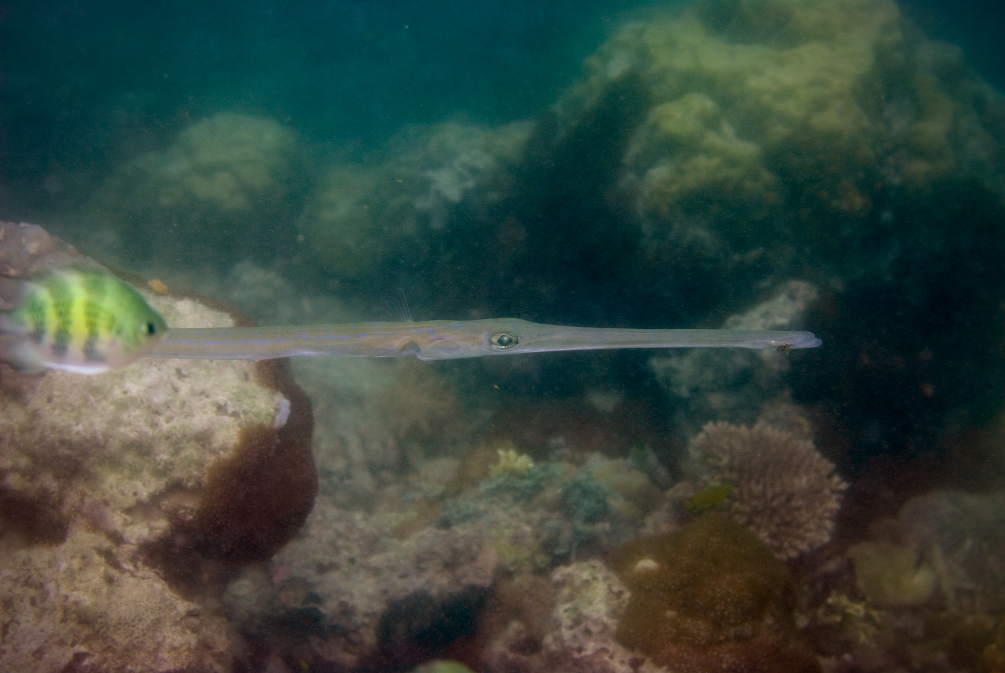 Cornetfish