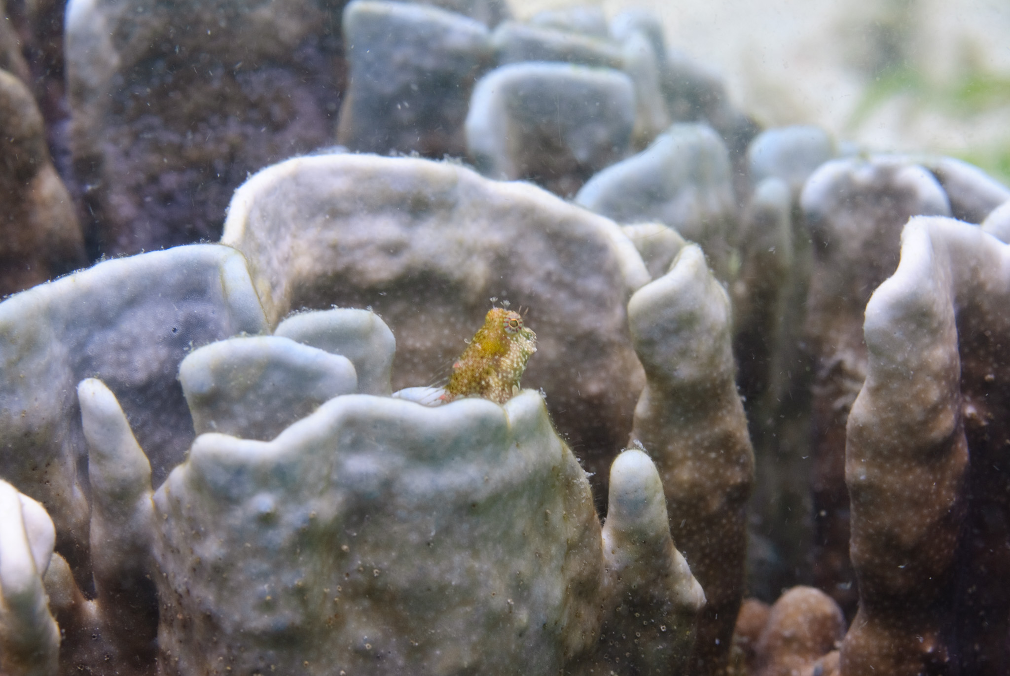 Peppered Blenny