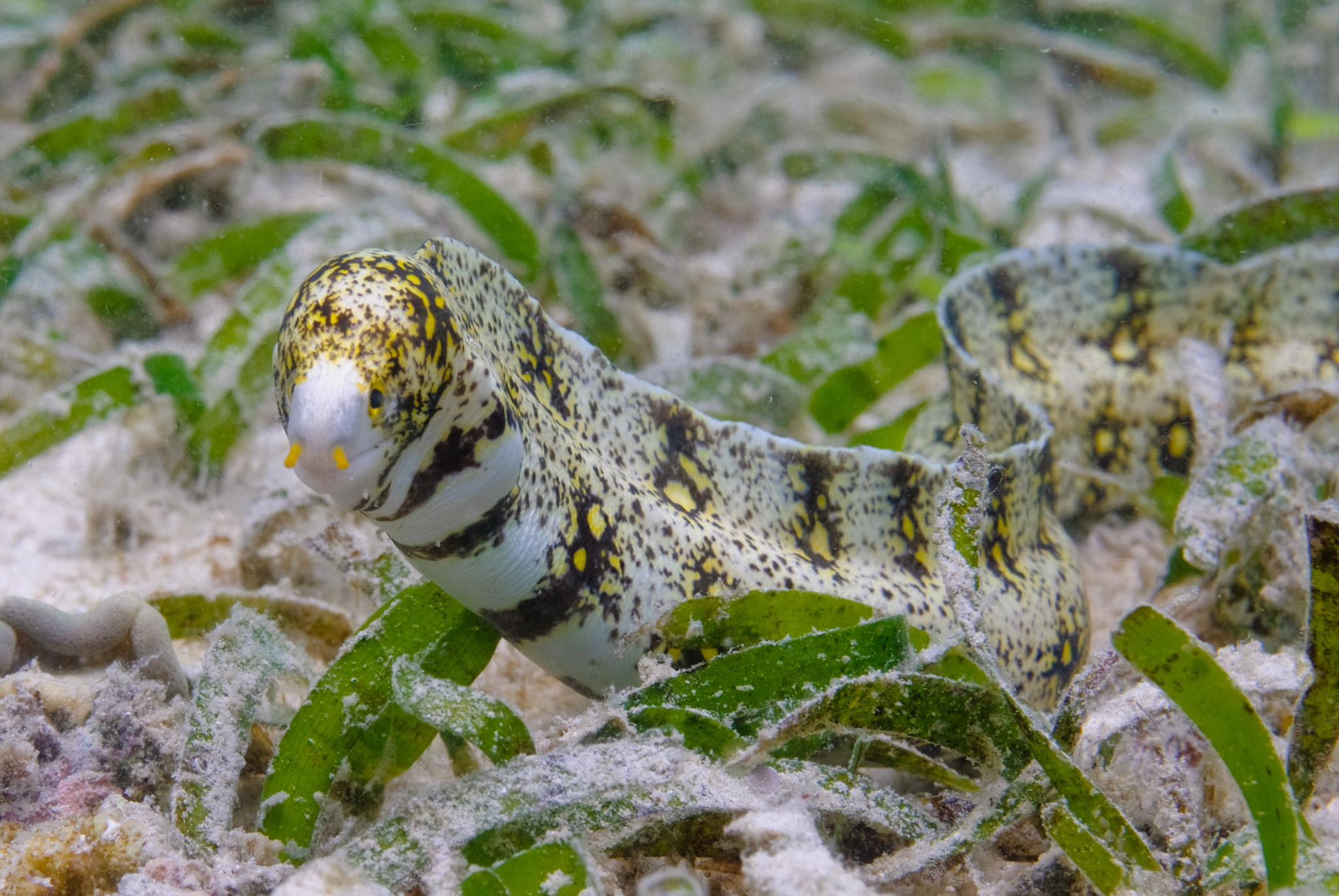 Snowflake Moray