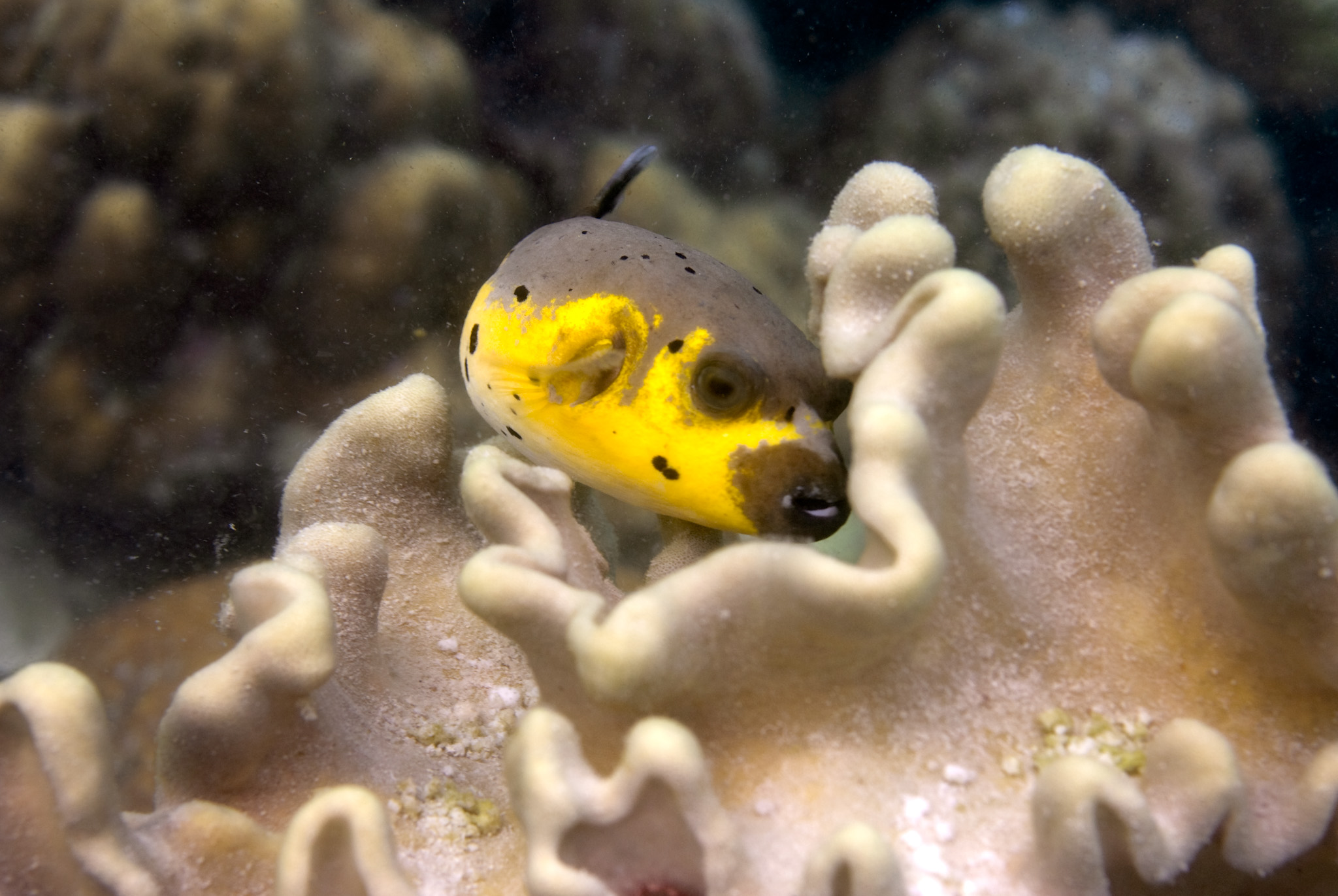 Black Spotted Pufferfish