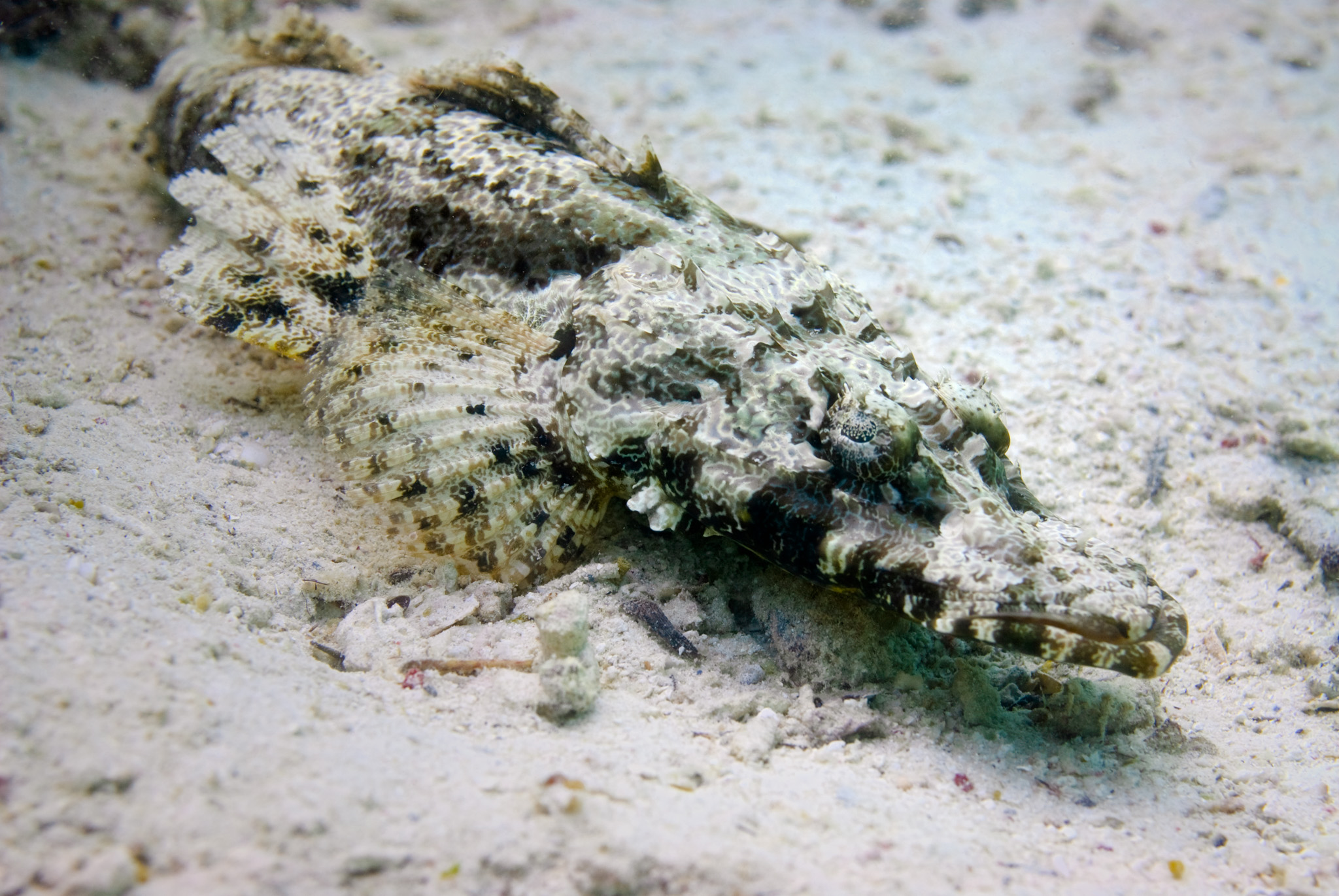Crocodile Fish