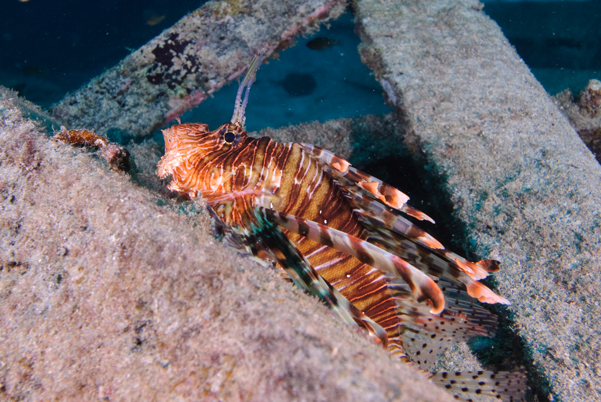 Lion Fish