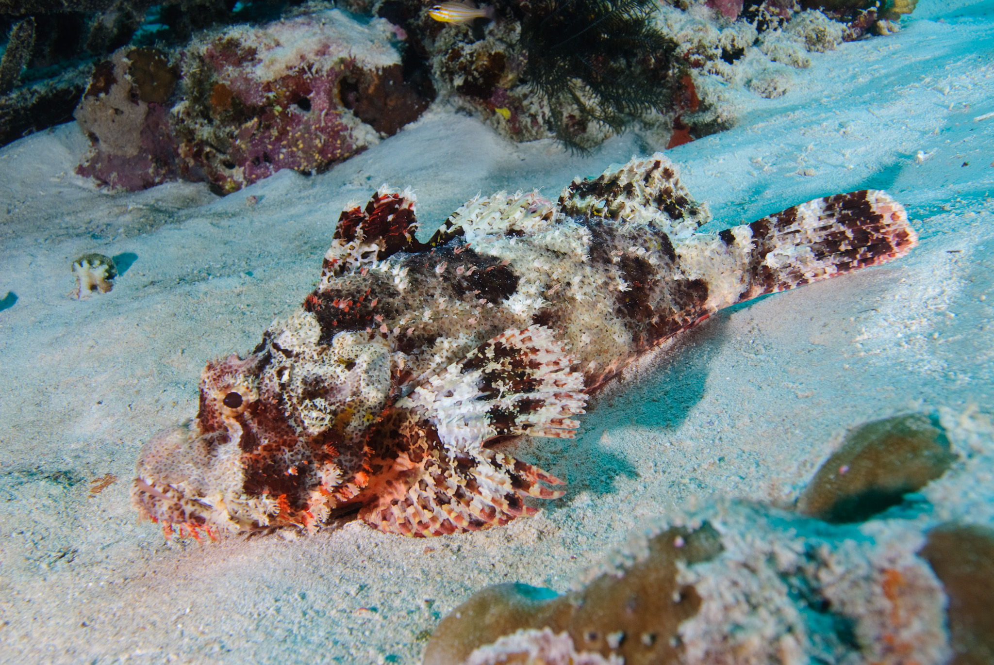 Flathead Scorpionfish