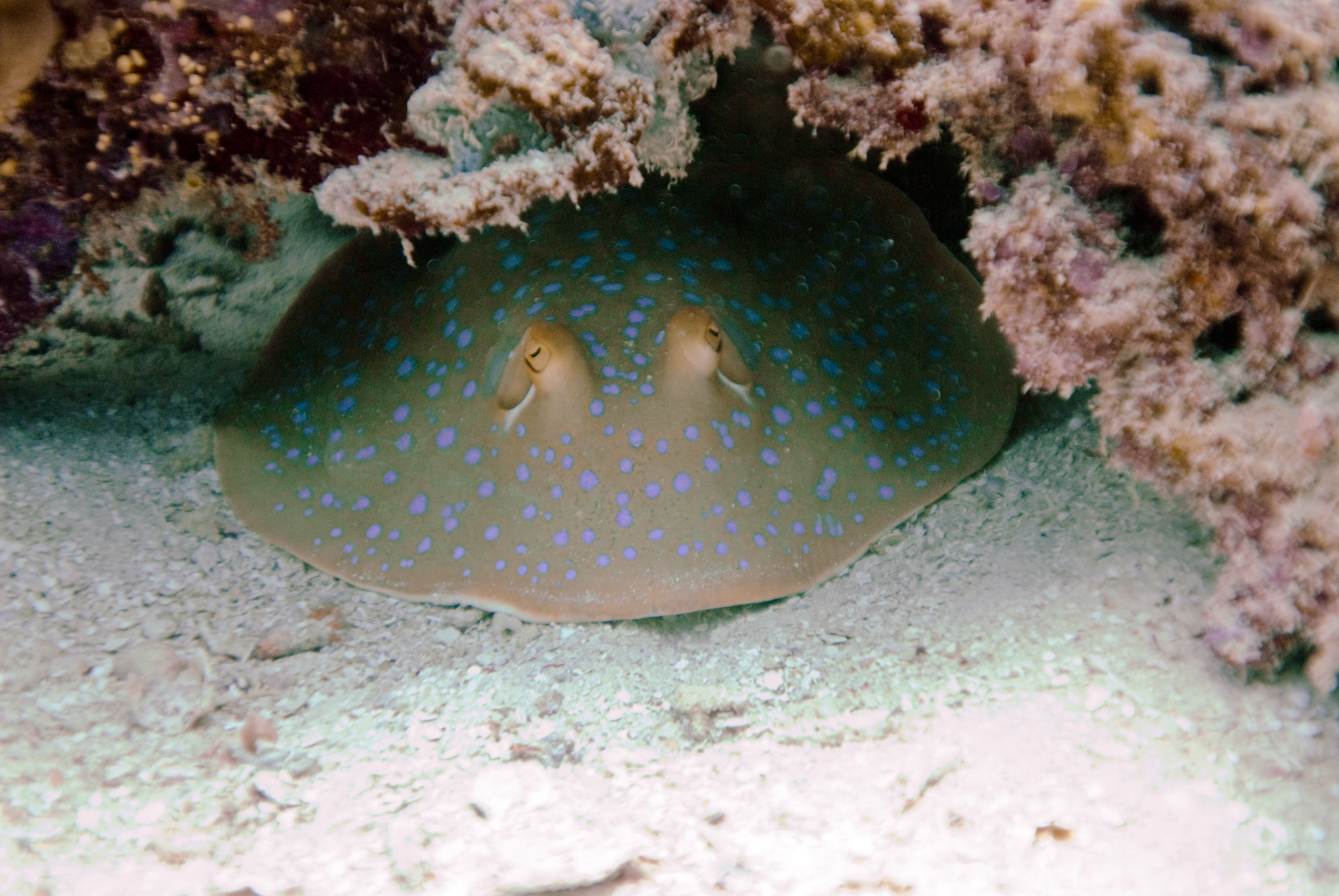 Bluespotted Stingray