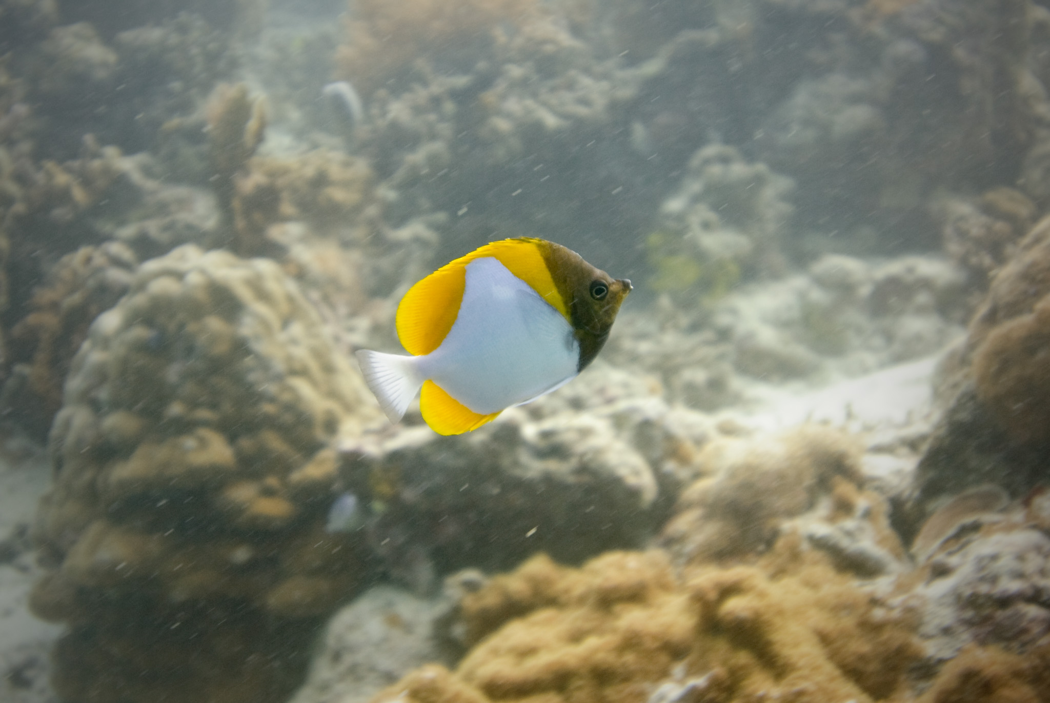 Pyramid Butterflyfish