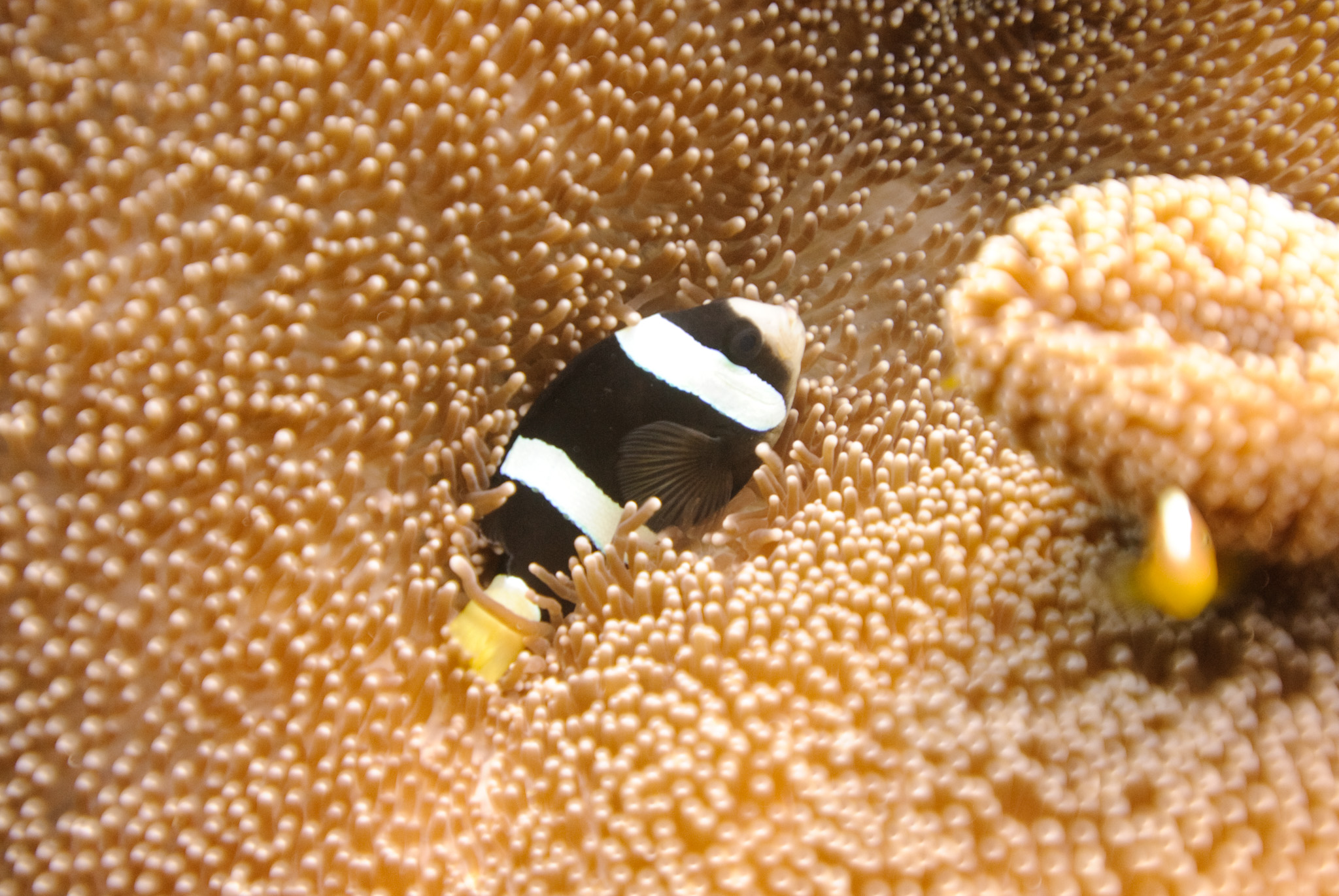 Clark's anemonefish