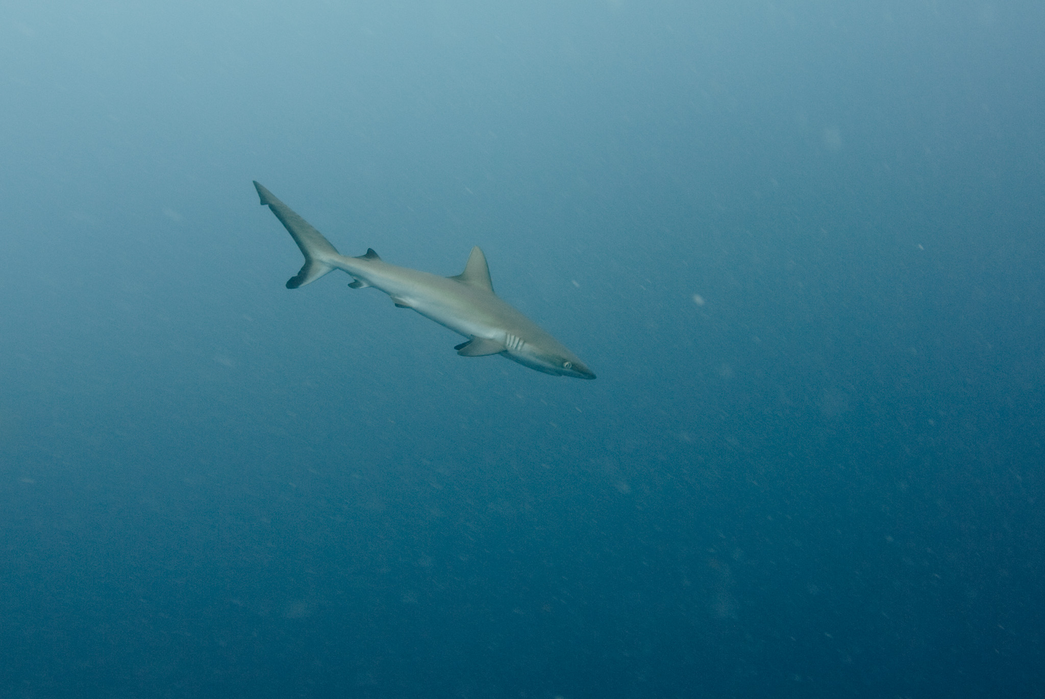 Gray Reef Shark