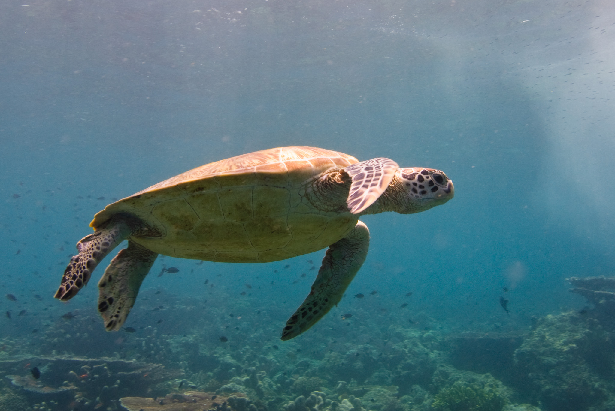 Green Sea Turtle