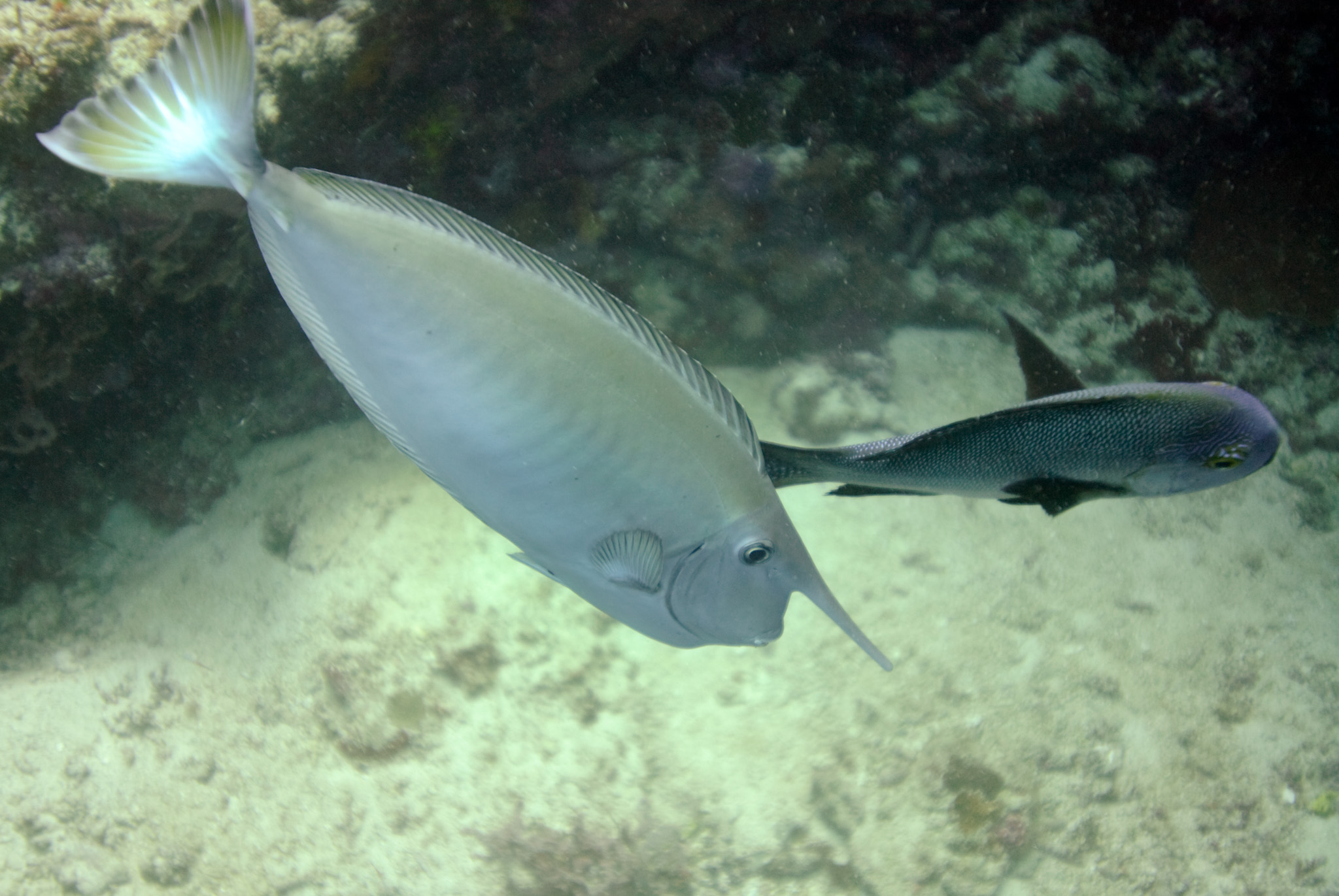 Whitemargin Unicornfish