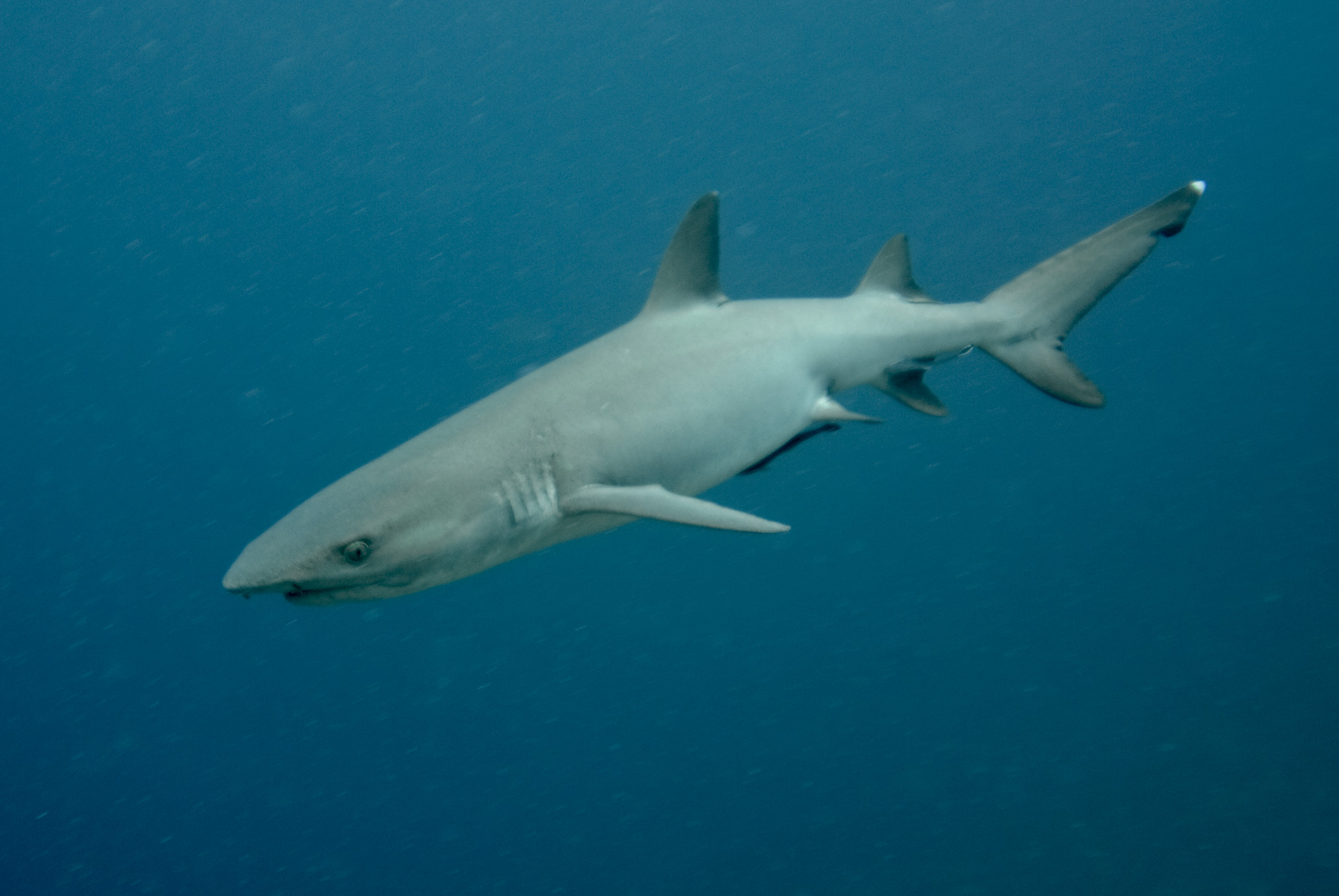 White tipped reef shark