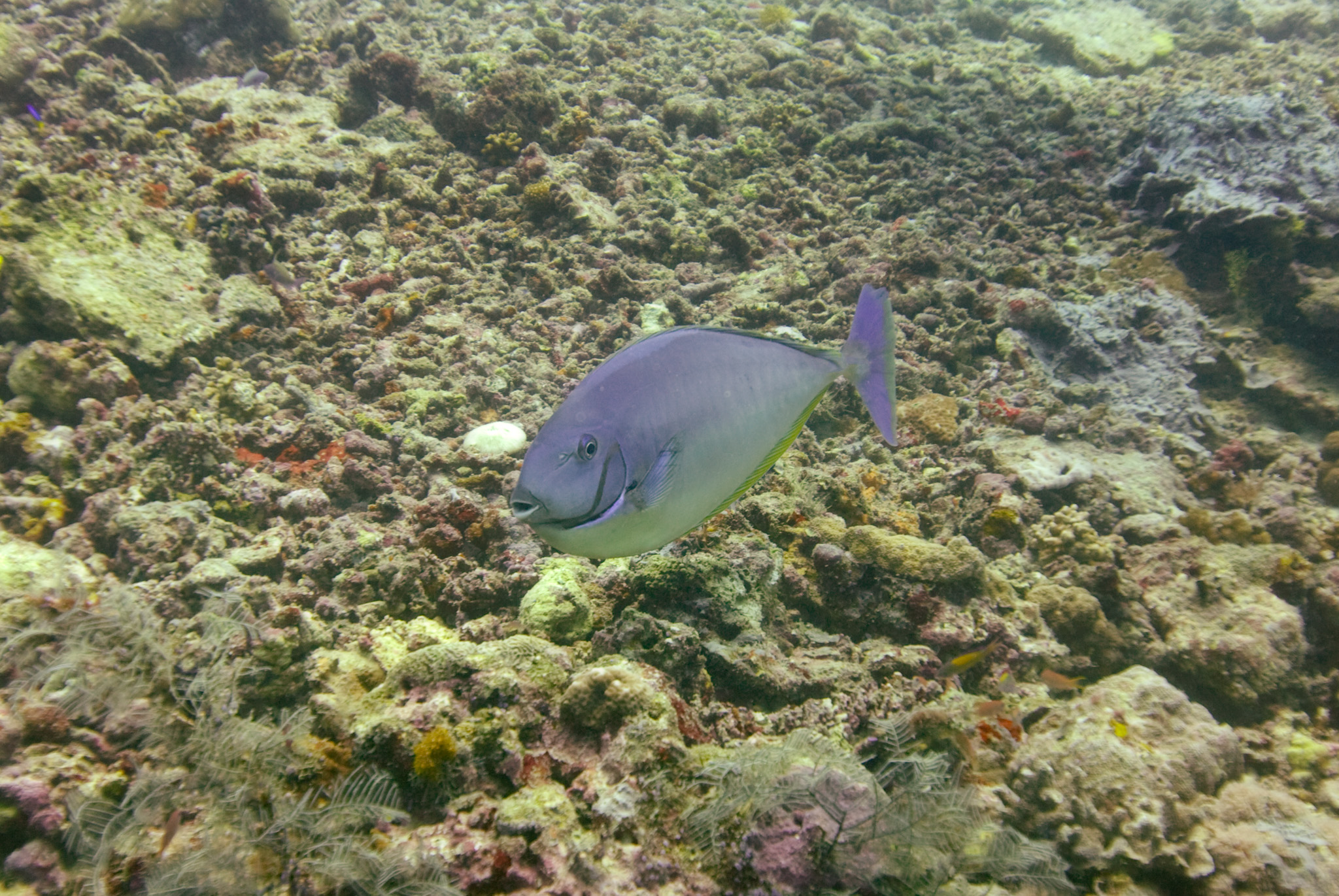 Bluespine Unicornfish