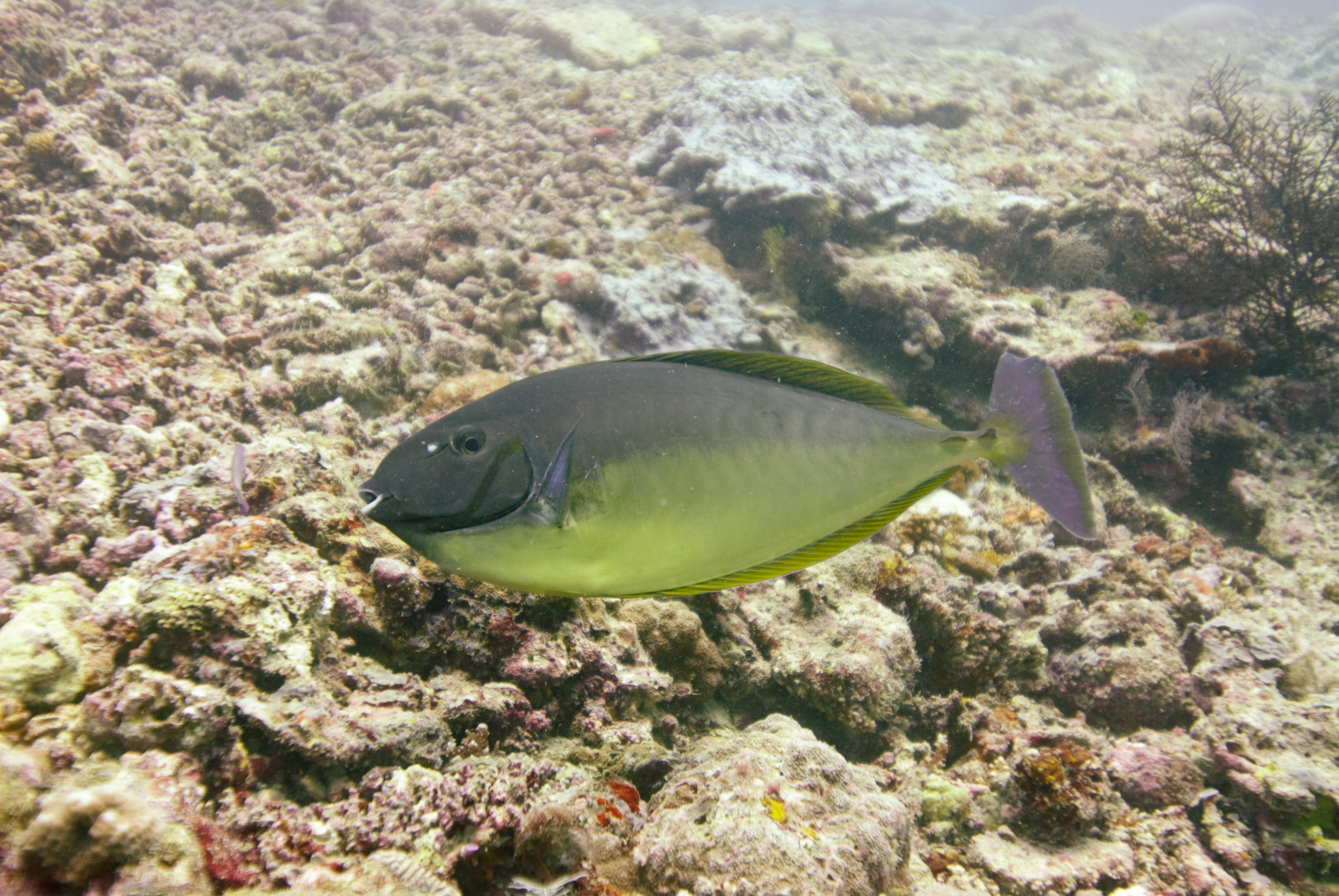 Bluespine Unicornfish