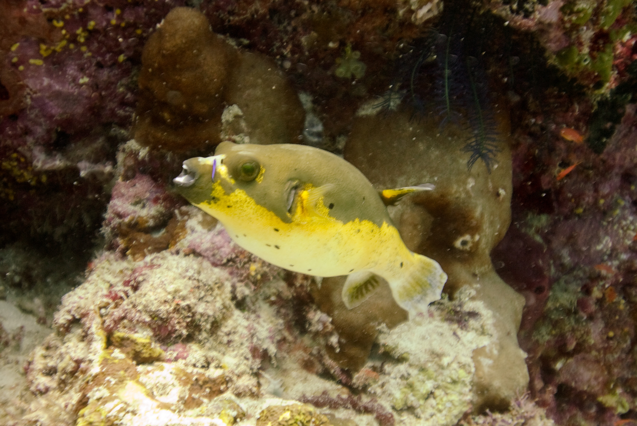 Black Spotted Pufferfish