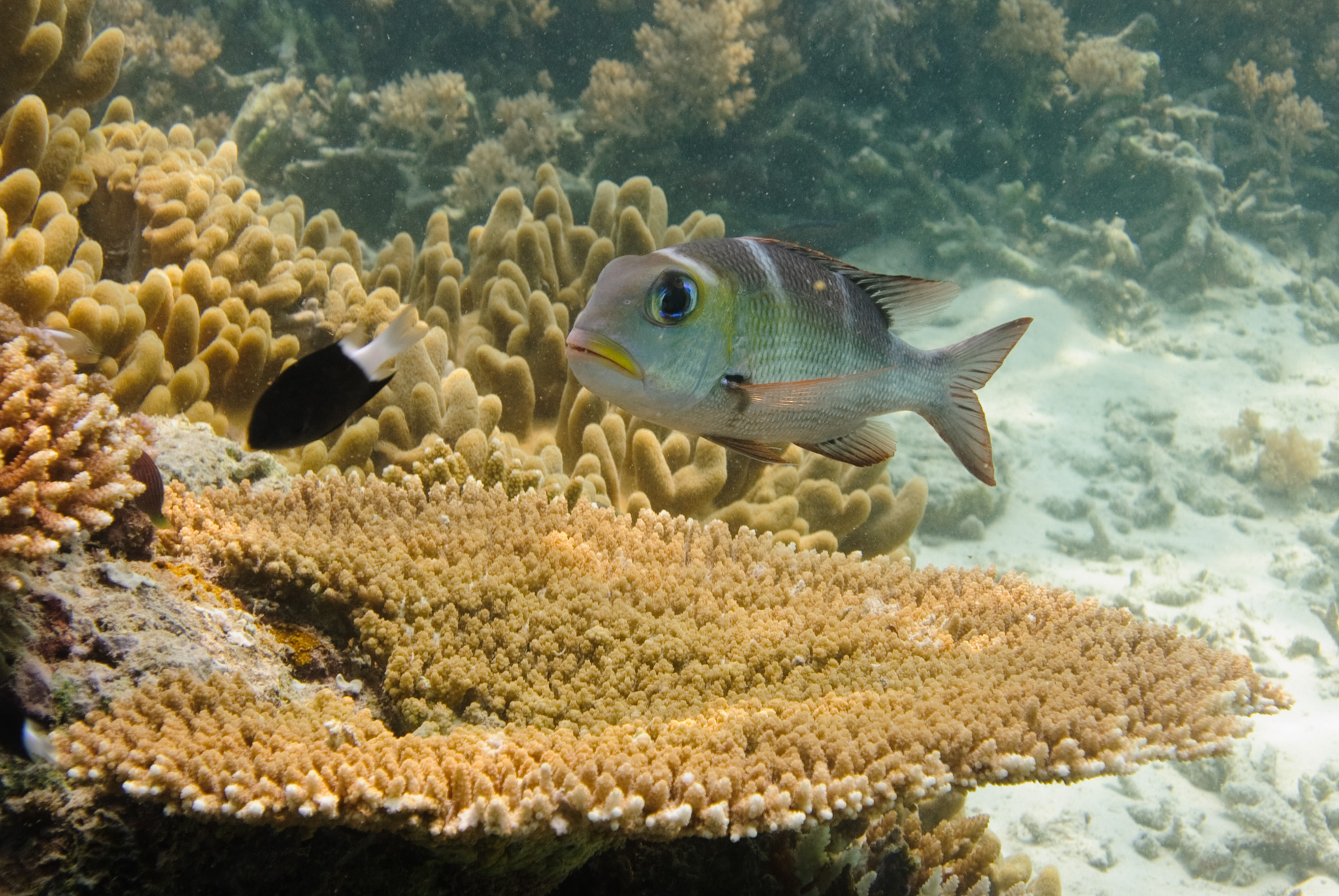 Bigeye Emperor