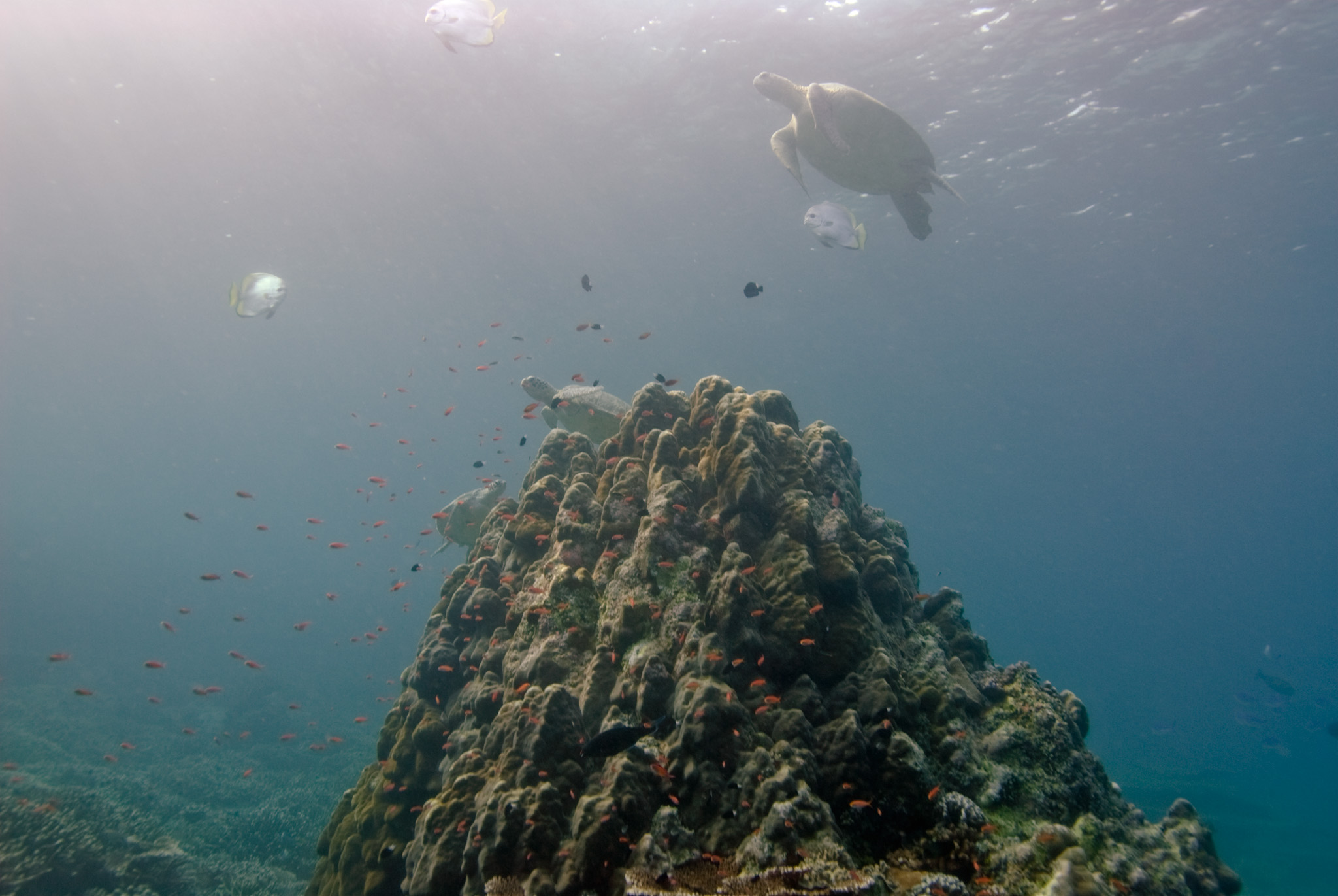 Green Sea Turtle