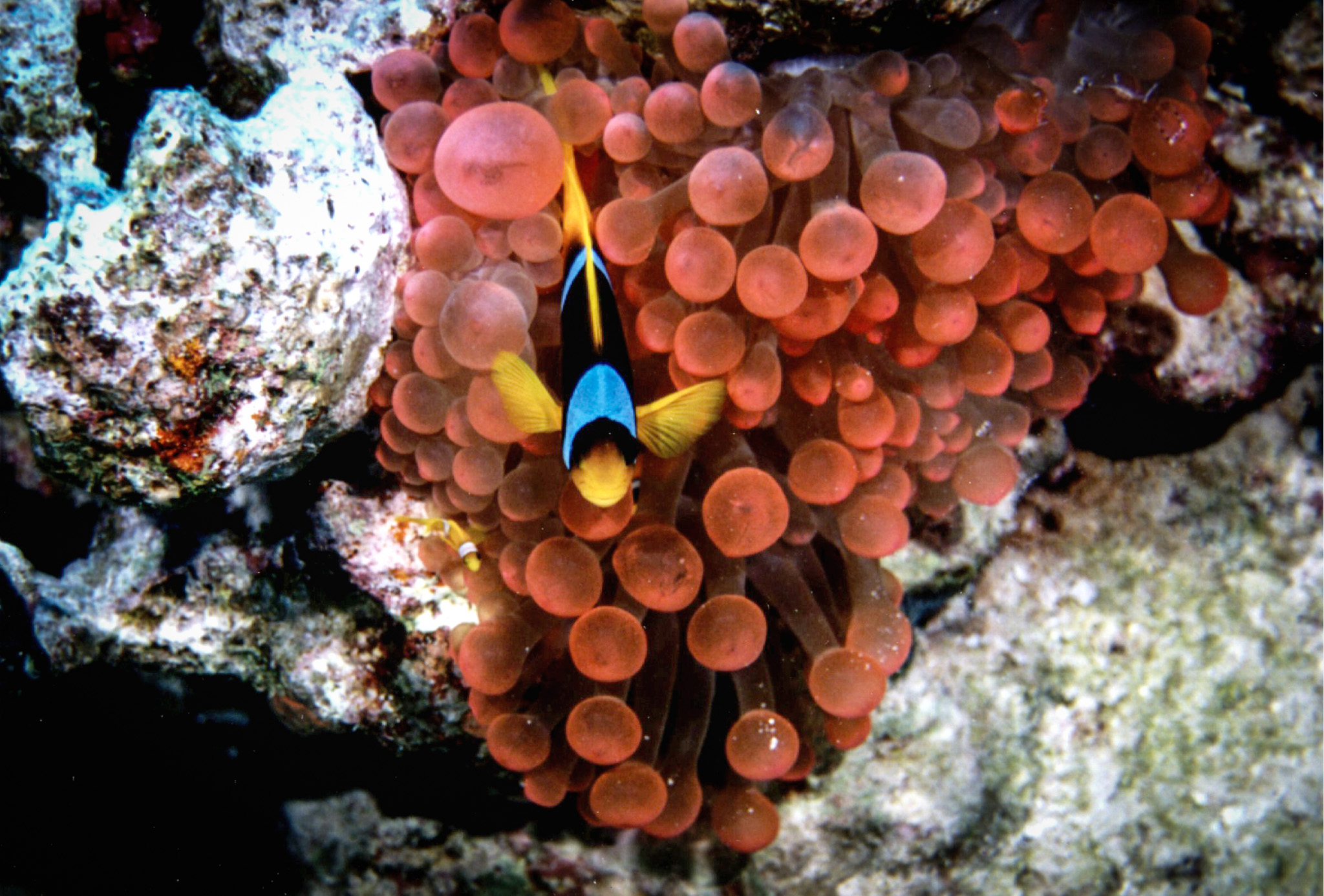 Rode Zee Anemoonvis