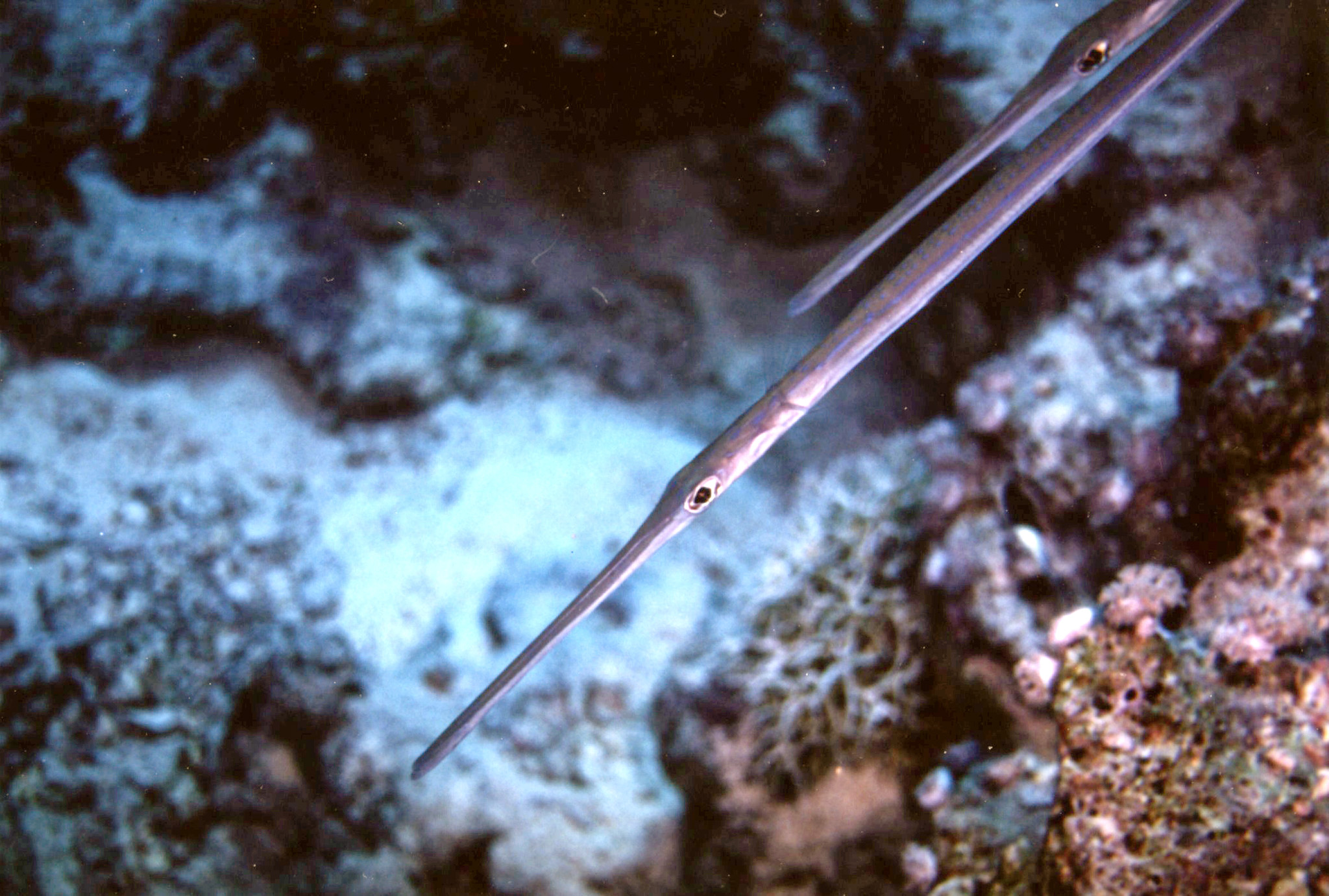 Trompetvis