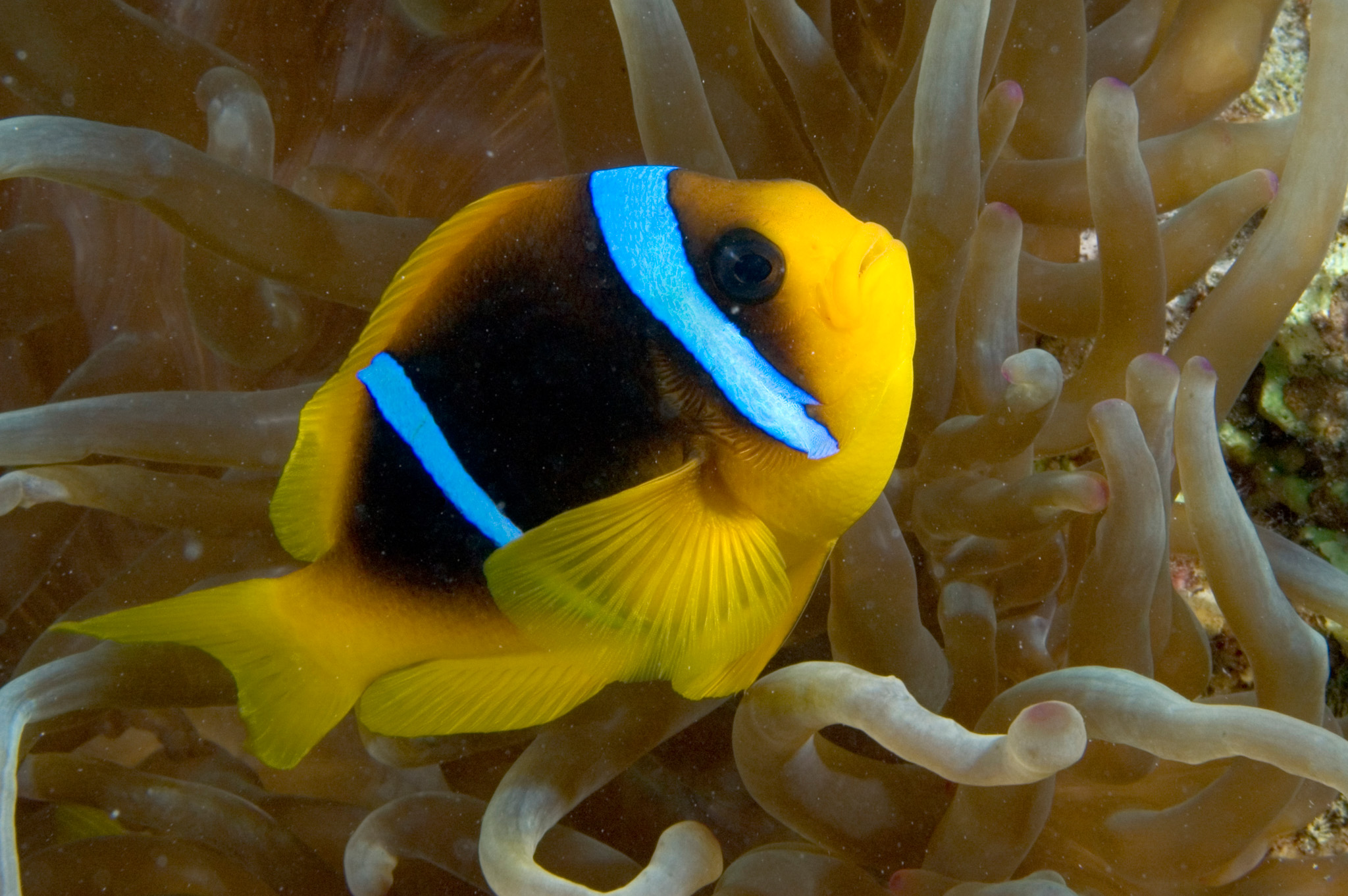 Rode Zee Anemoonvis