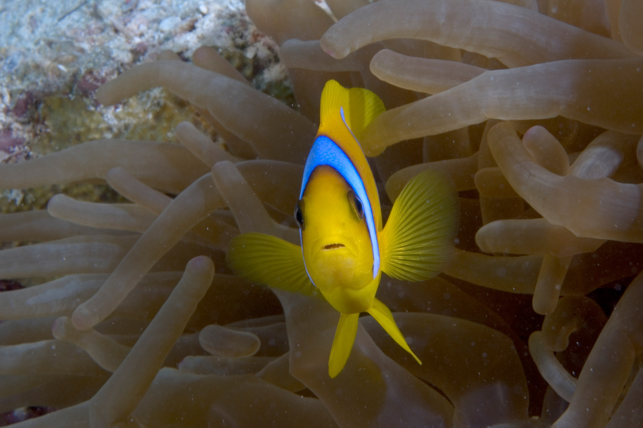 Rode Zee Anemoonvis