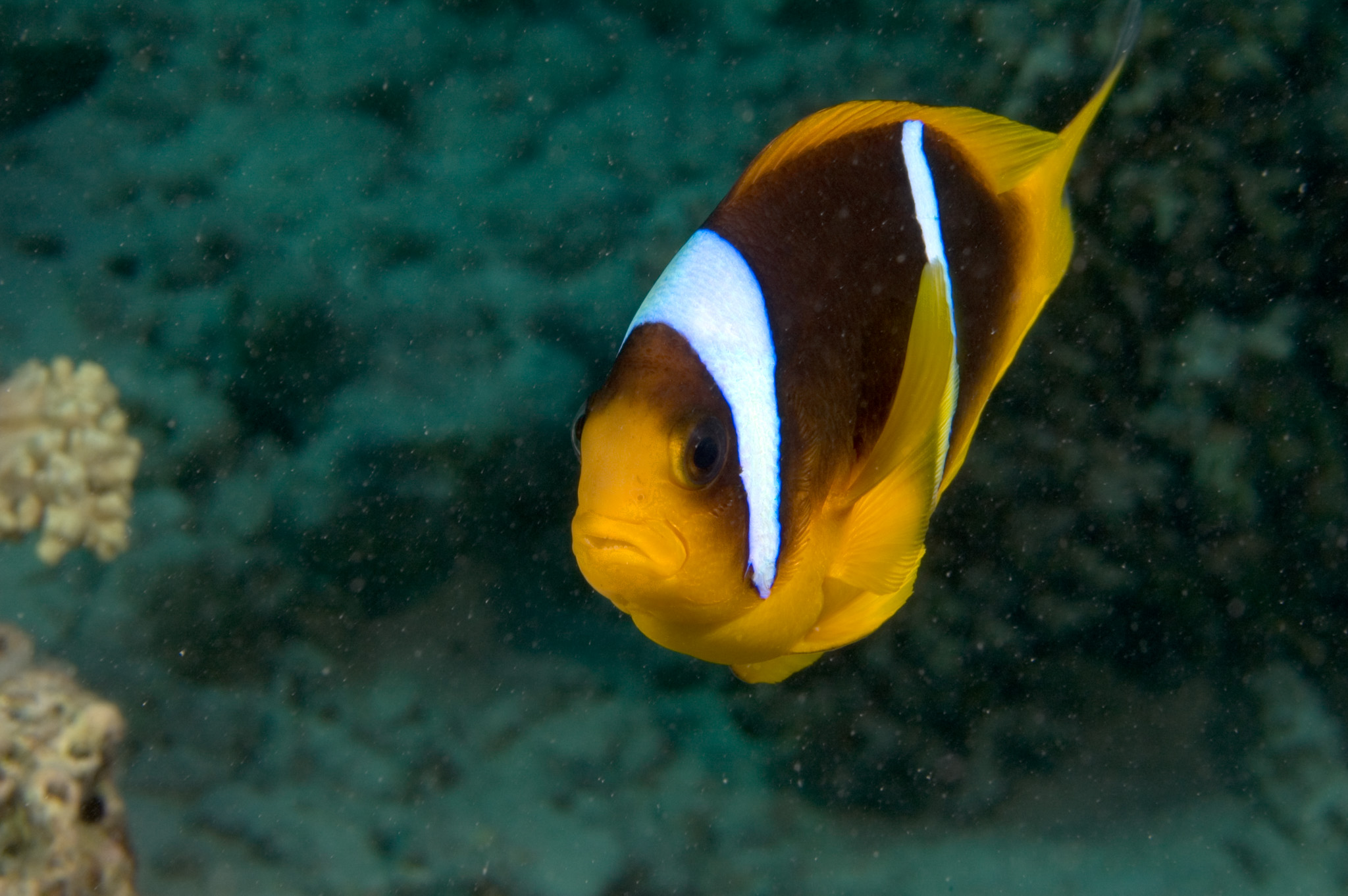 Rode Zee Anemoonvis