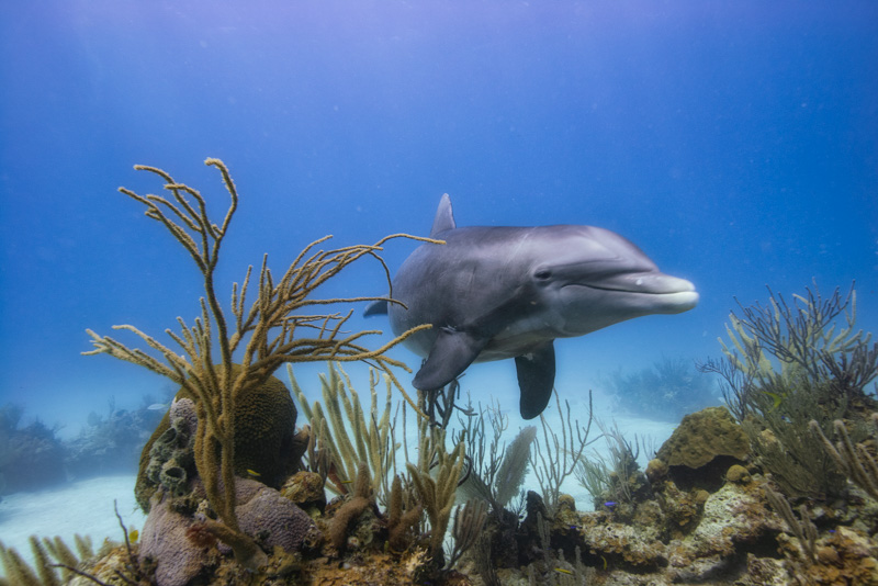 Bottlenose Dolphin